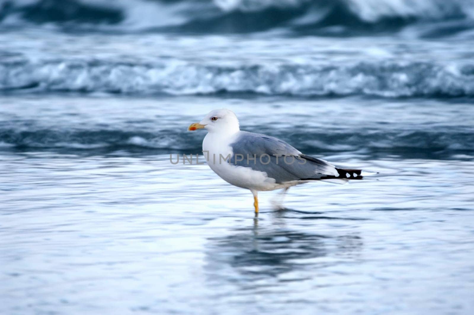 Seagull 01