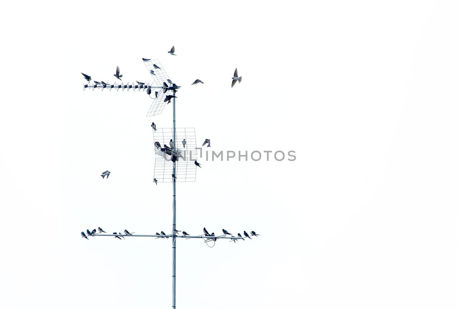 Flock of birds 01