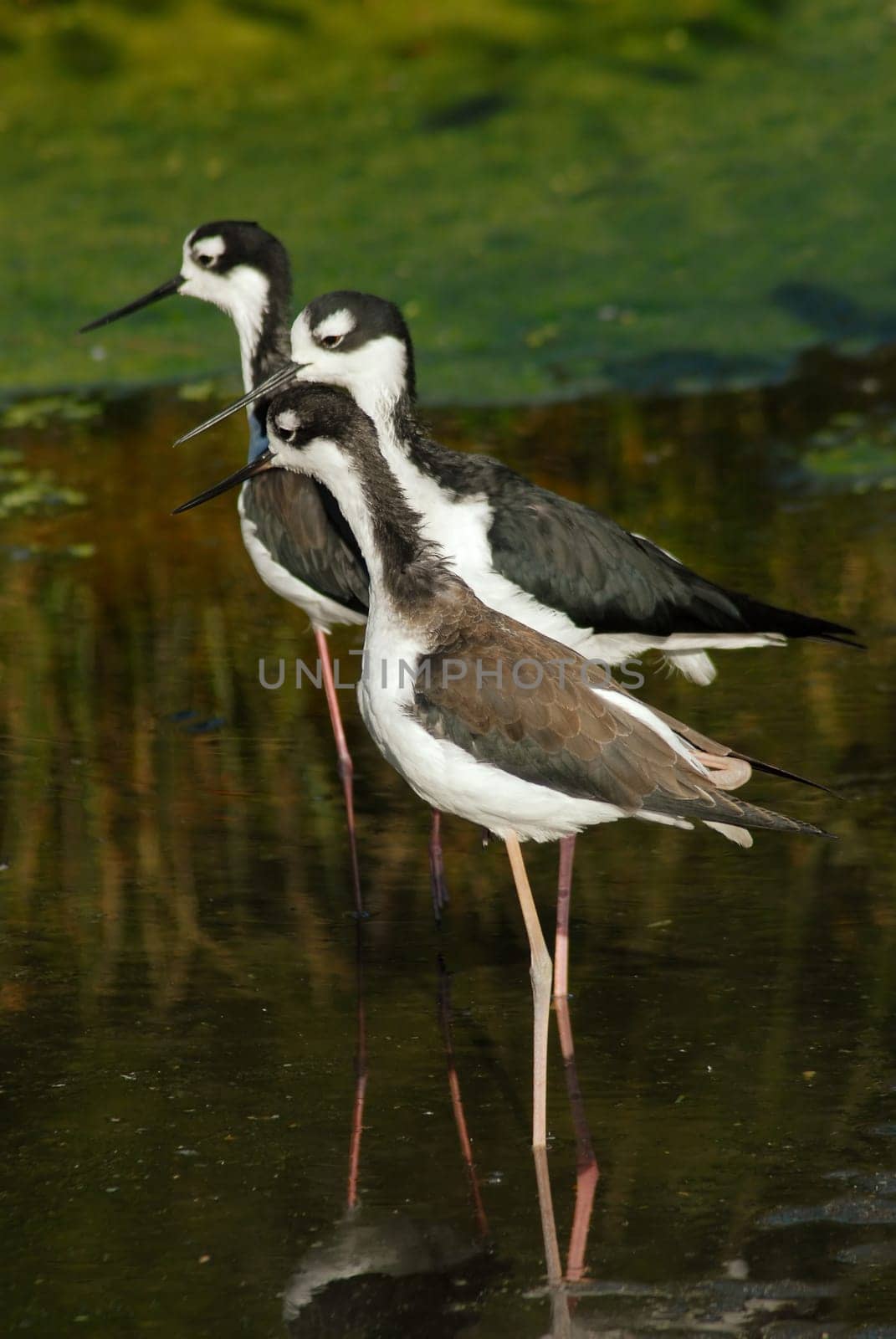 avocets in conversation