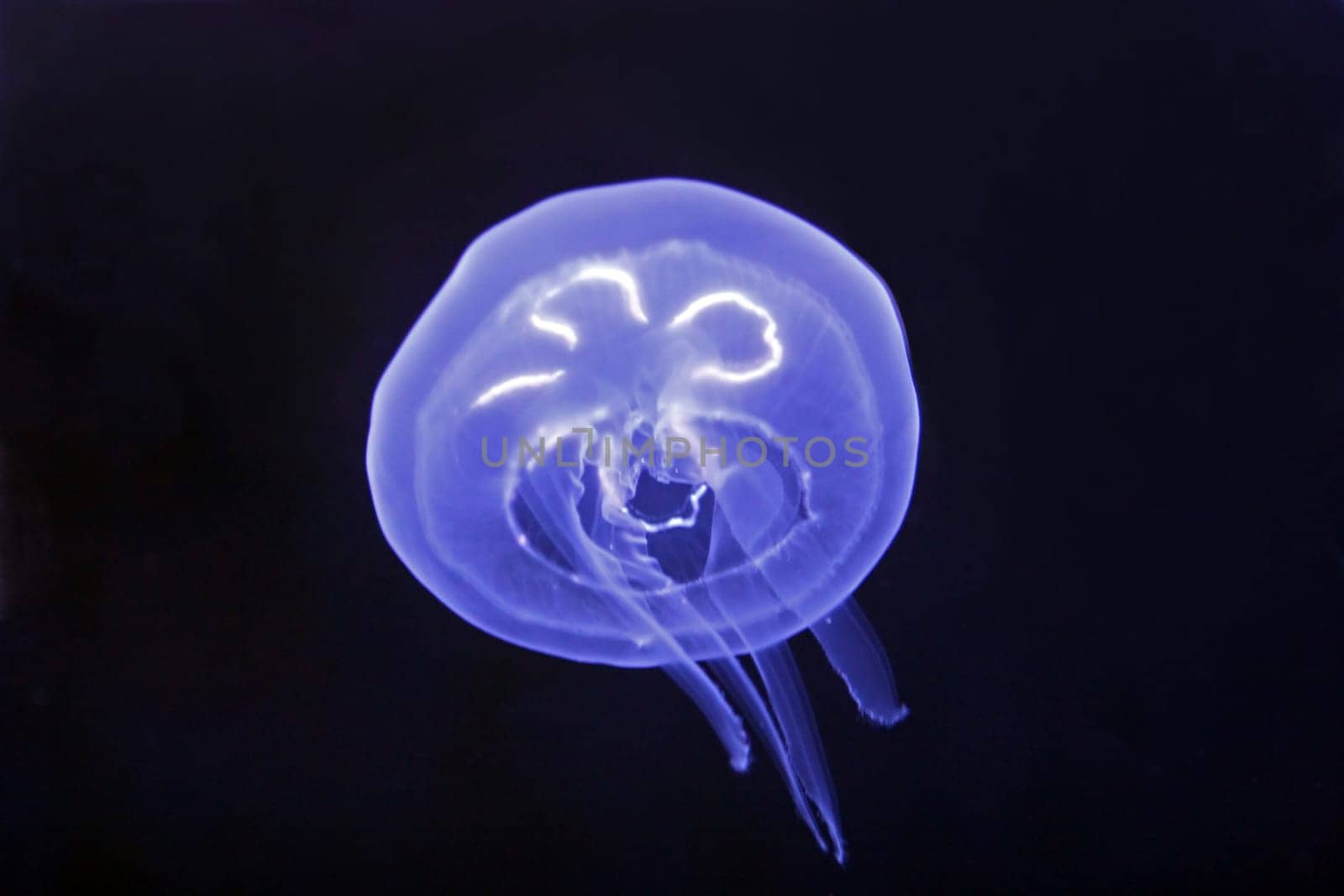 Jellyfish