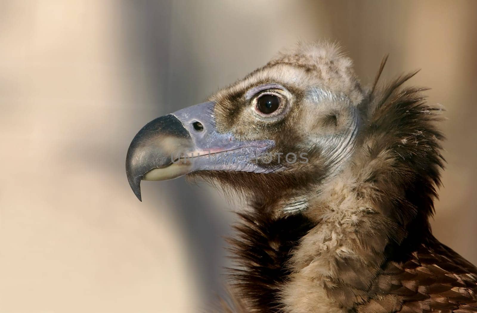 The Black Vulture (Aegypius monachus) is a species of bird in the Aegypidae family. It is over one meter long,making it even larger than the griffon vulture (fulvus) and thus the largest bird of prey after the bearded vulture (Gypaetus barbatus).