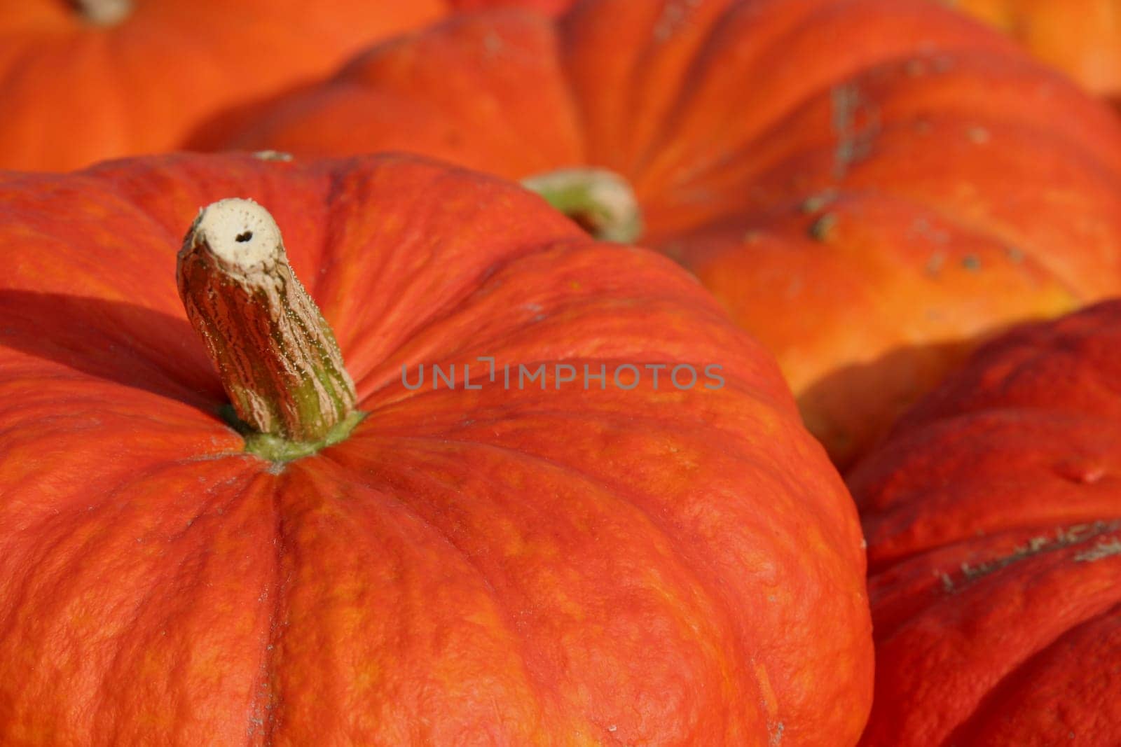 Pumpkin