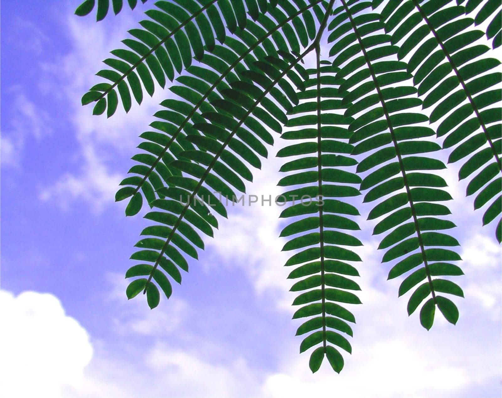 Paired pinnate leaves ("fingerlets"") of the false acacia (Albizia julibrissin,Mimosaceae)"