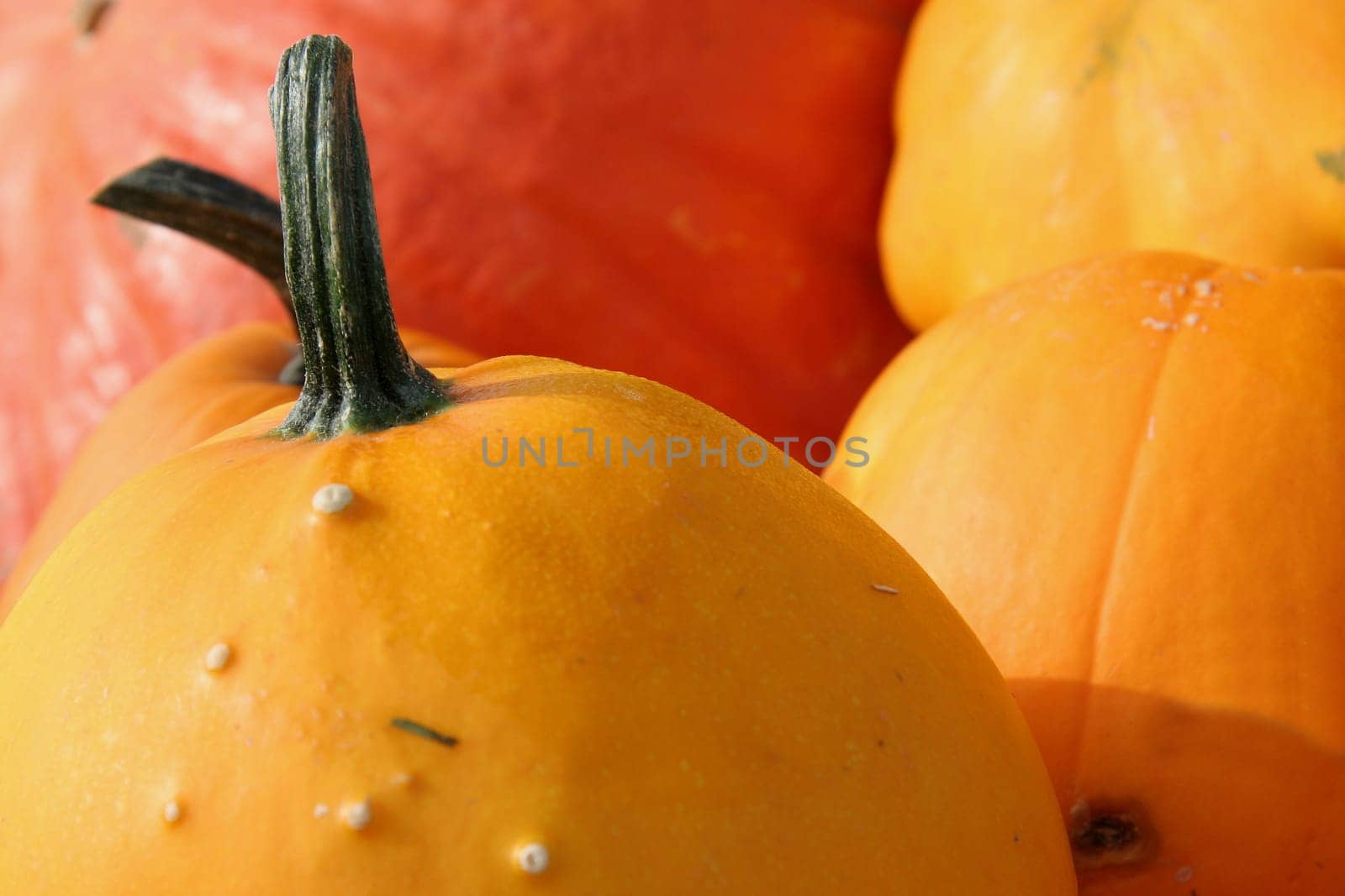 All pumpkin