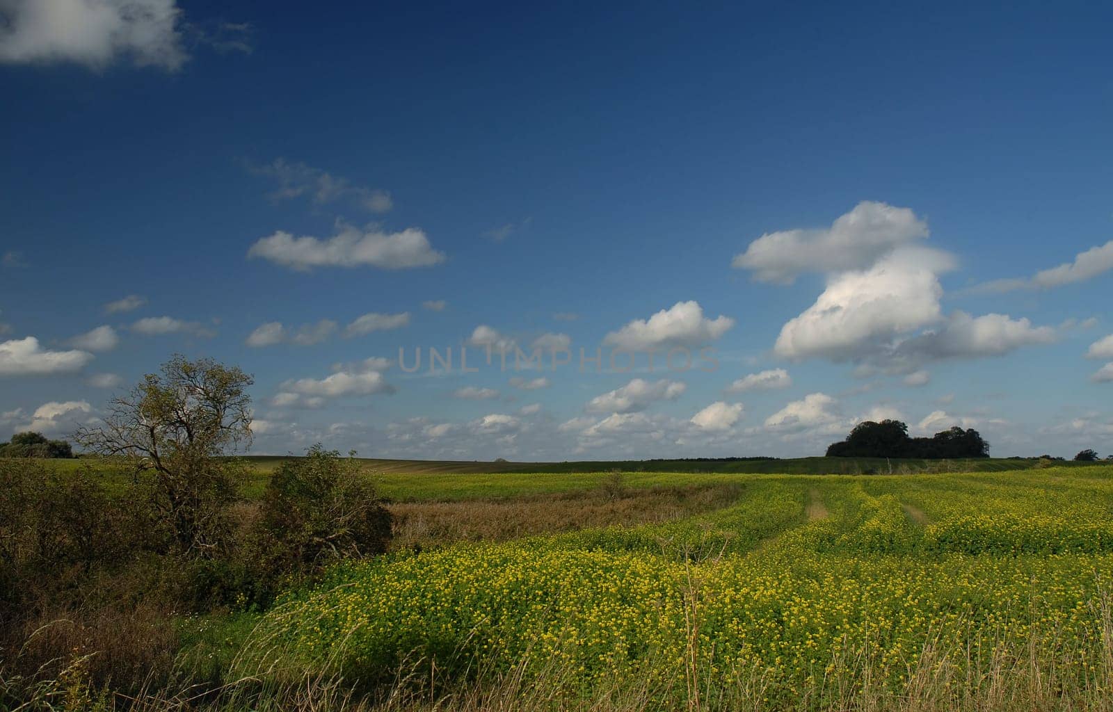 Believe me or not,this picture was taken today! I wondered myself about the beautiful weather and also about the flowers! Thanks to Anna,I now know that it's black mustard! My husband told me that it's rapeseed.