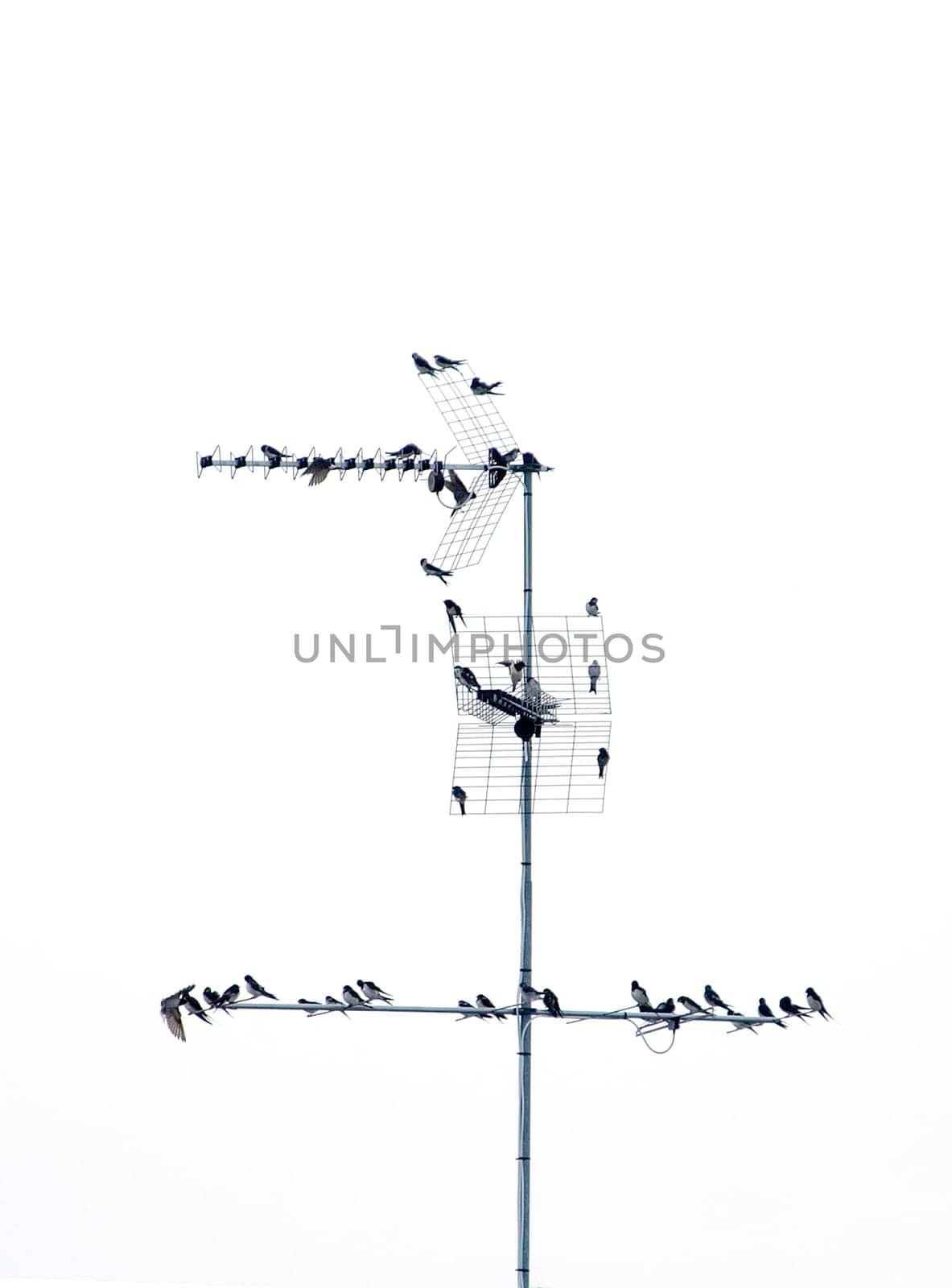 Flock of birds 02