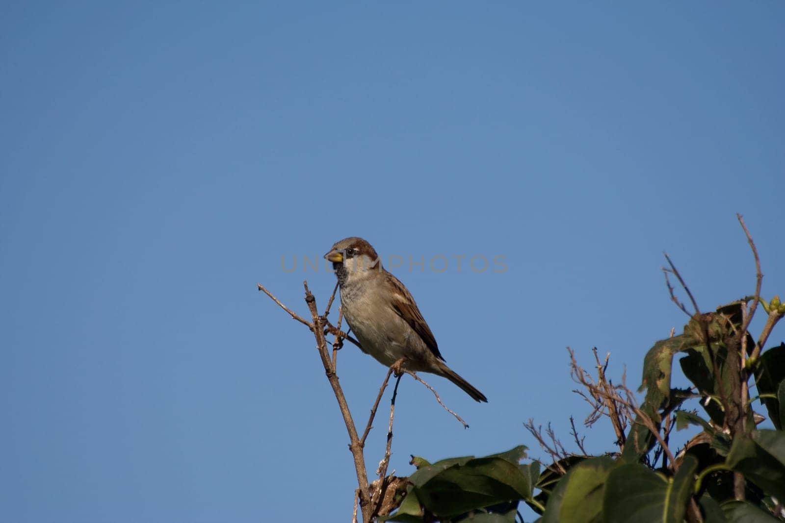 Sparrow balancing act