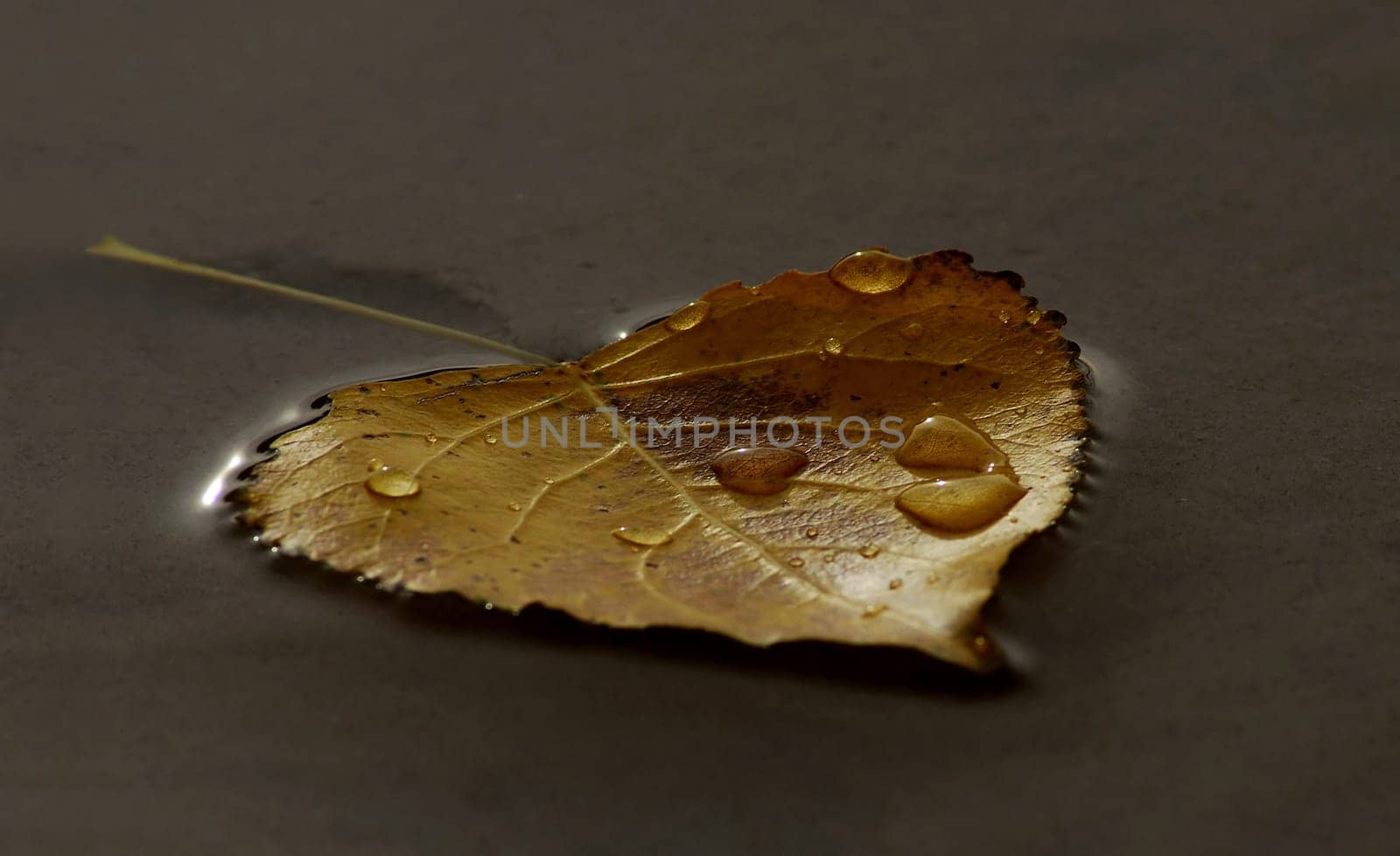 The true wisdom of life is to see the wonderful in the everyday------Pearl S. Buck-------------Treat yourself to a little rest to just observe daily things and let yourself drift---------like this sheet here