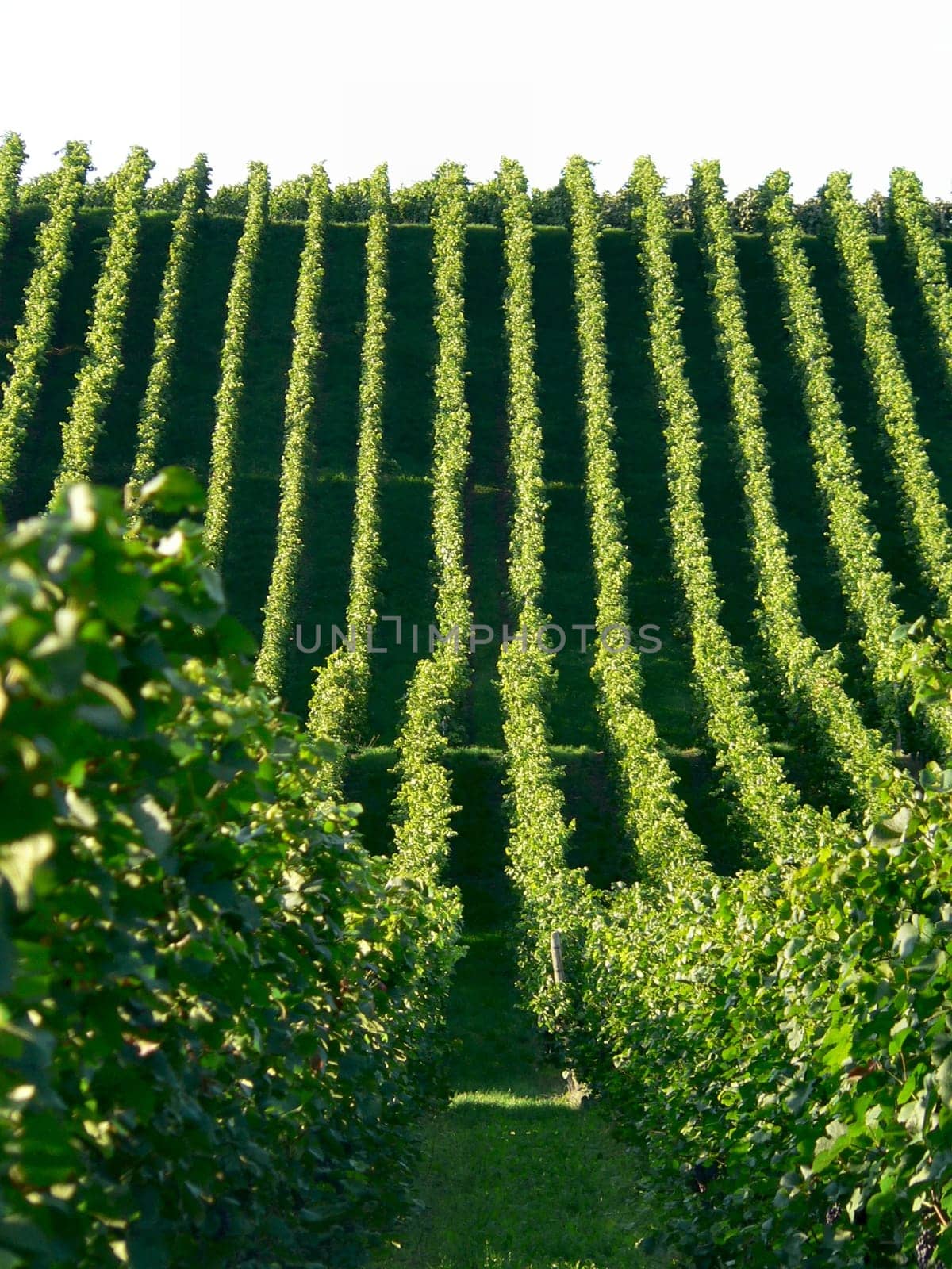 In the vineyard