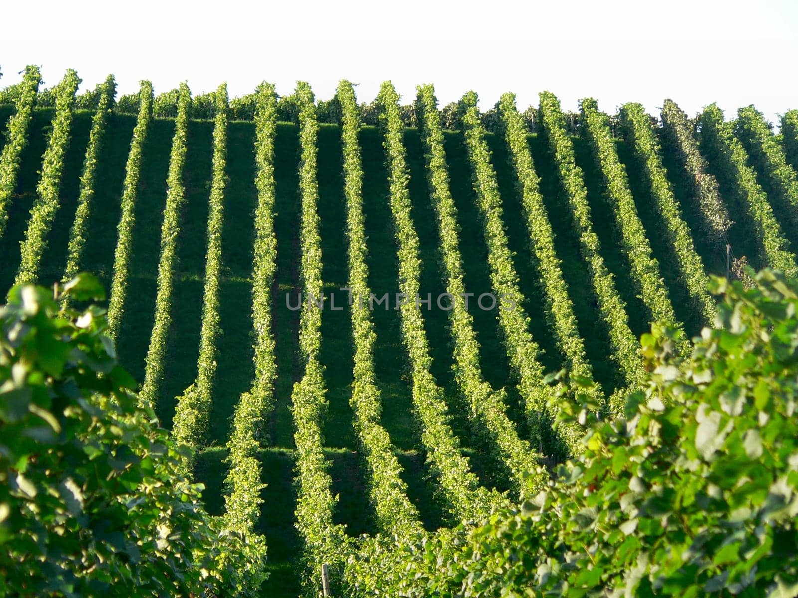 In the vineyard
