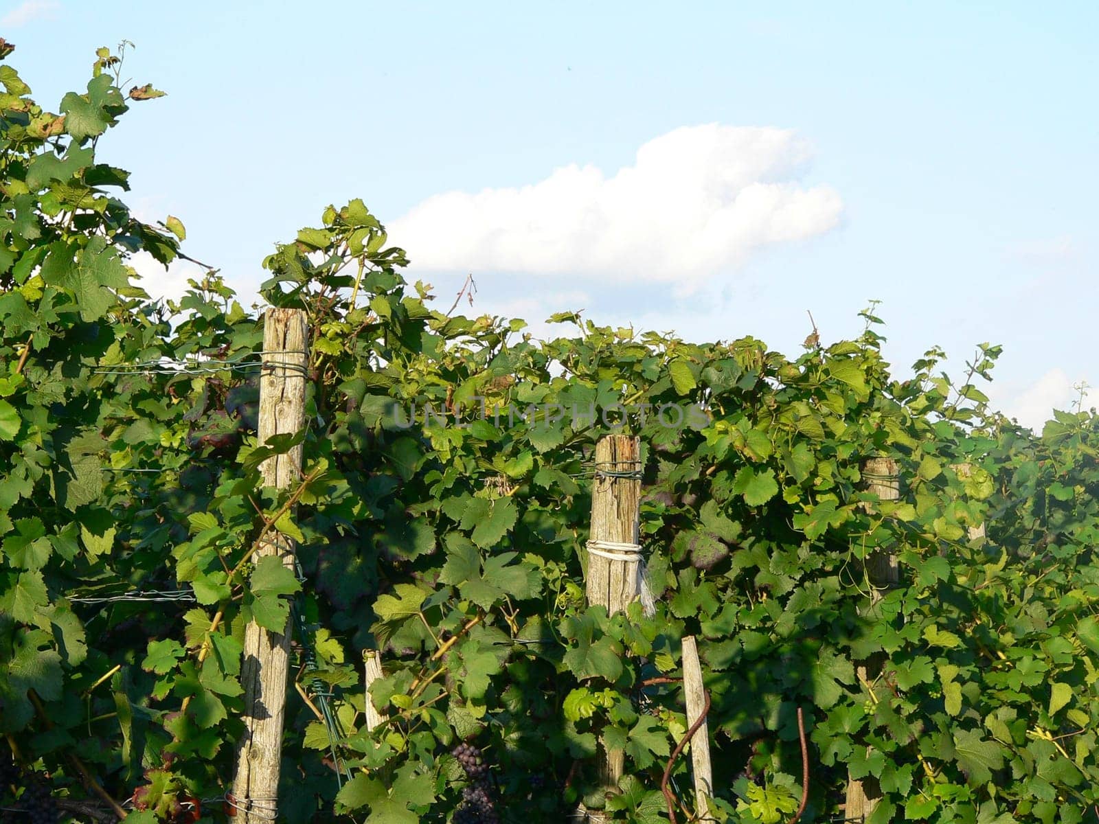 Vines