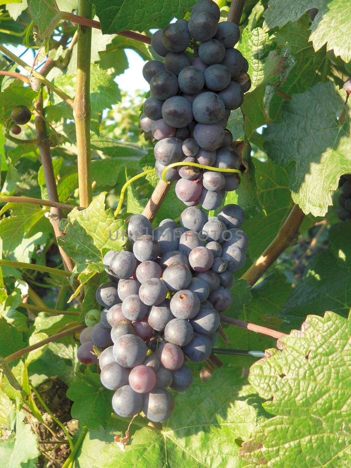 Blue grapes