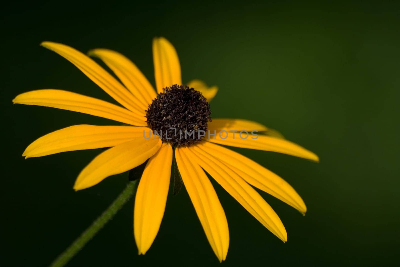 Girl's Eye - Macro