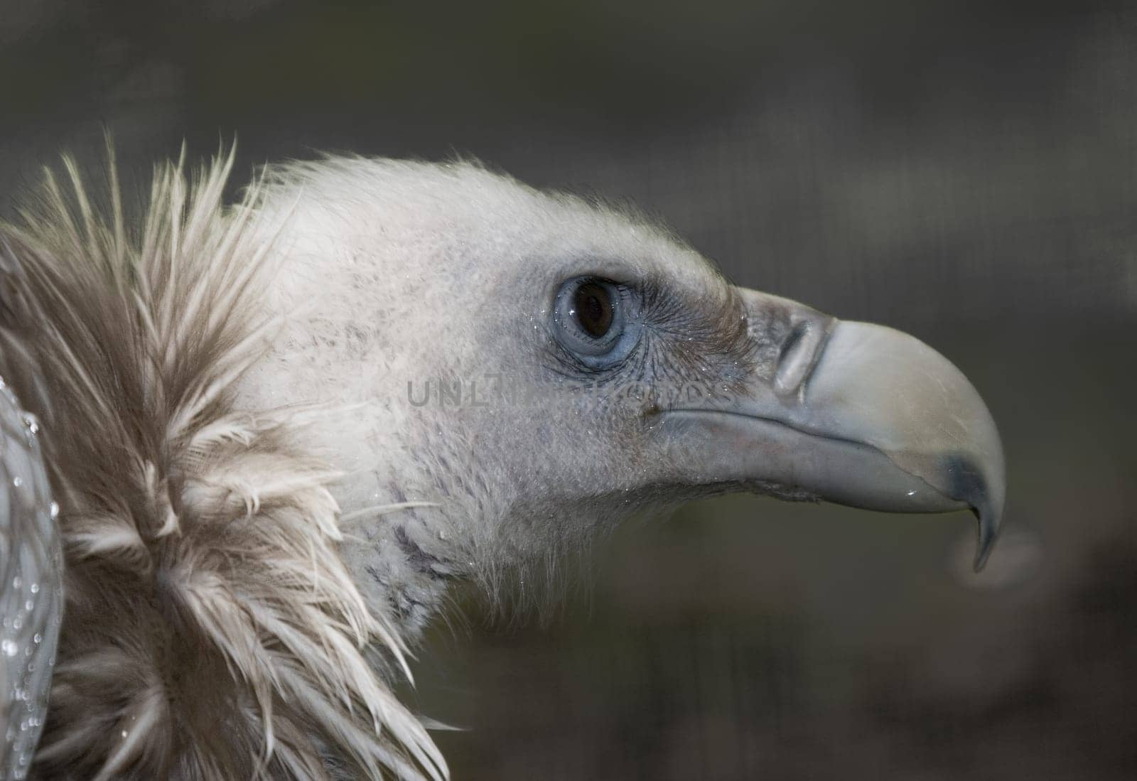 Griffon vulture