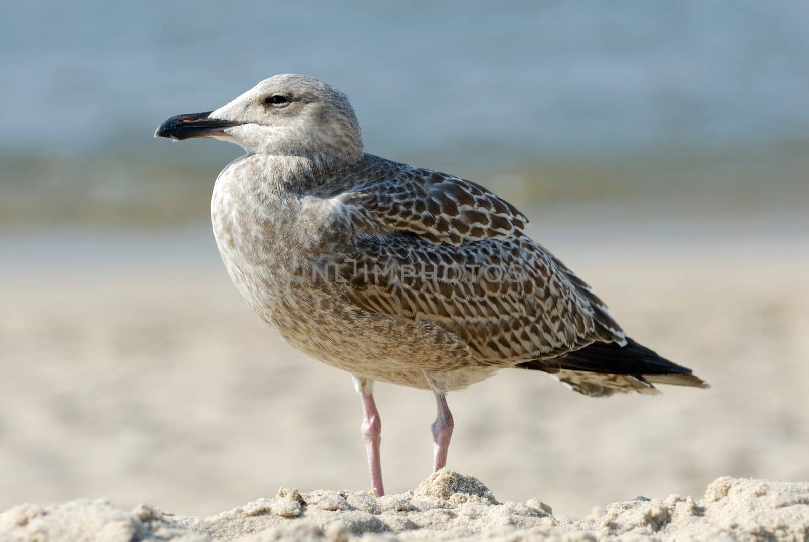 Seagull on the beach of Sylt