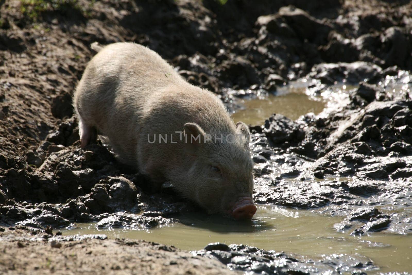 Mini pig