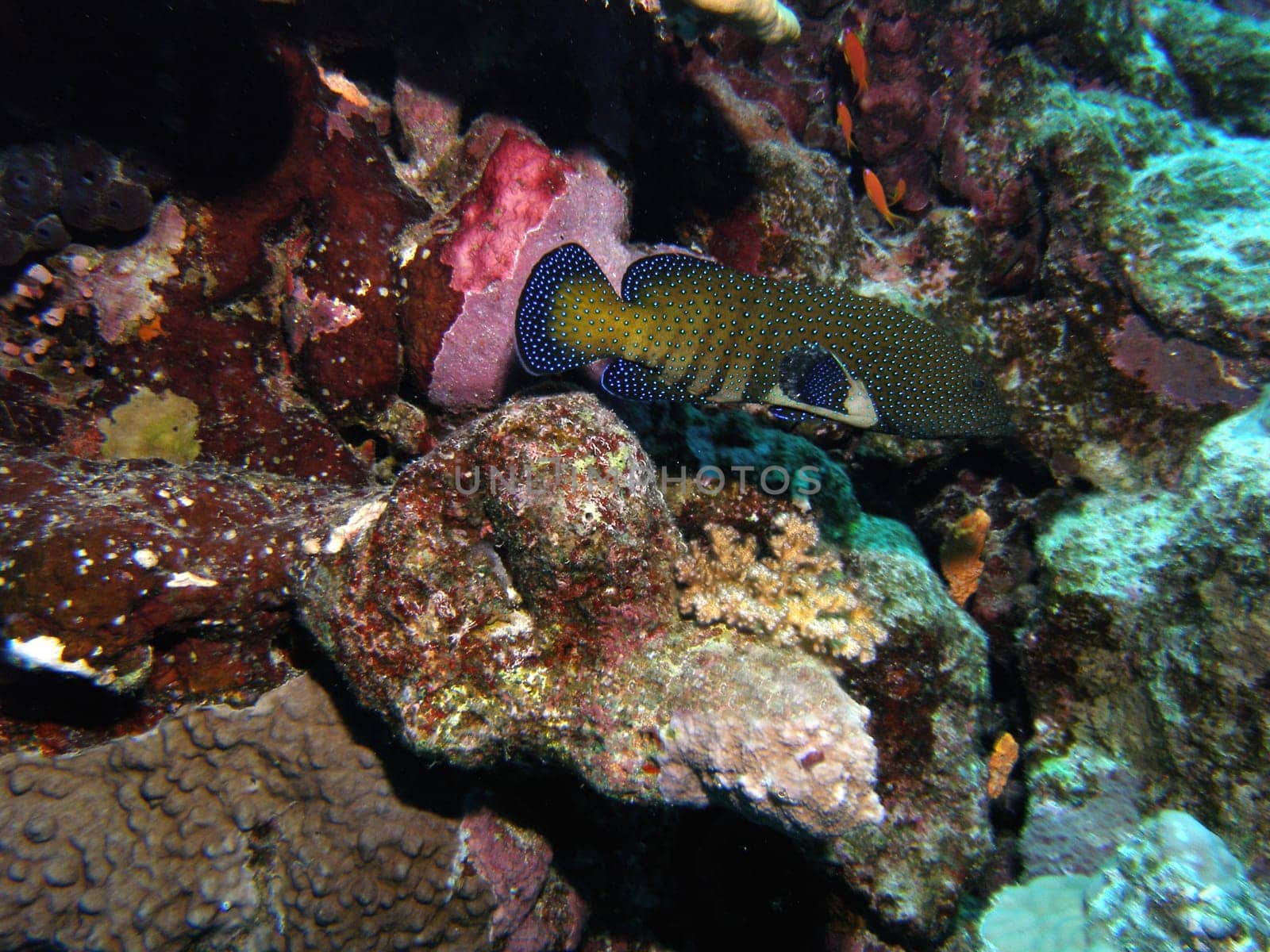 PEACOCKS - GROUPER