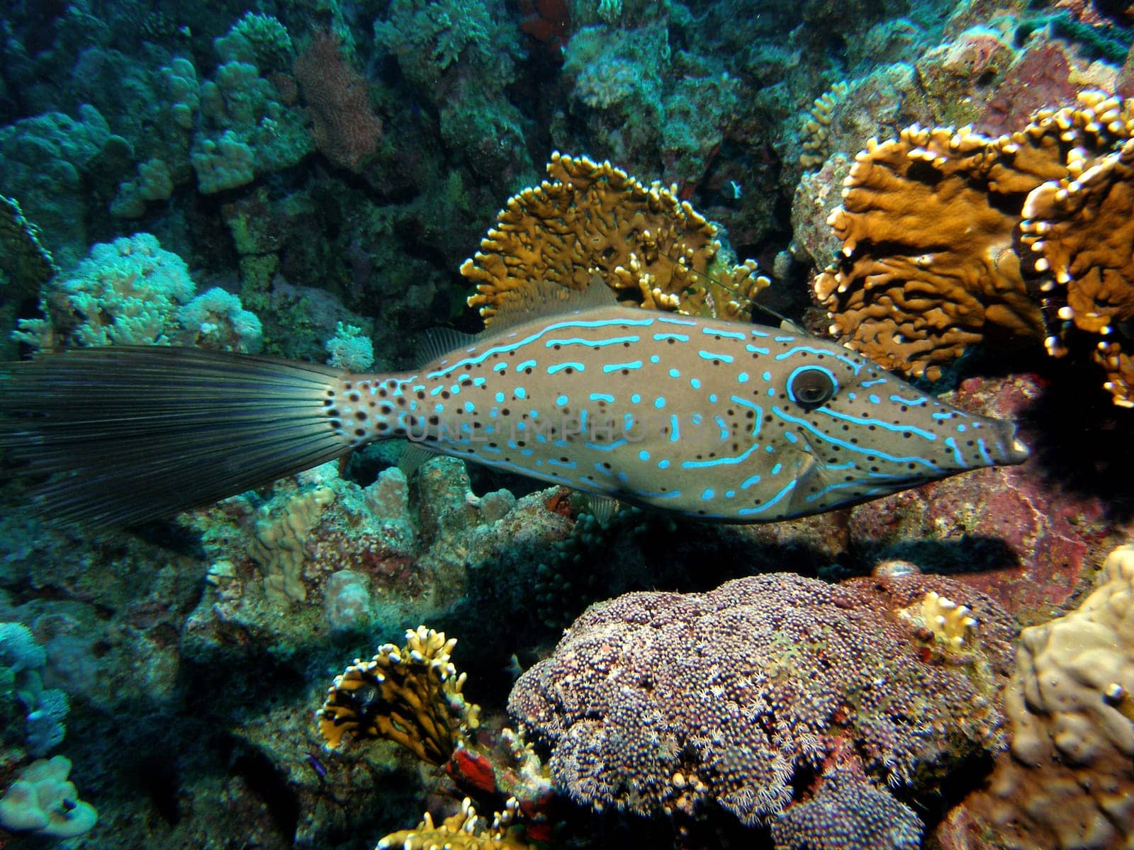 FILE FISH