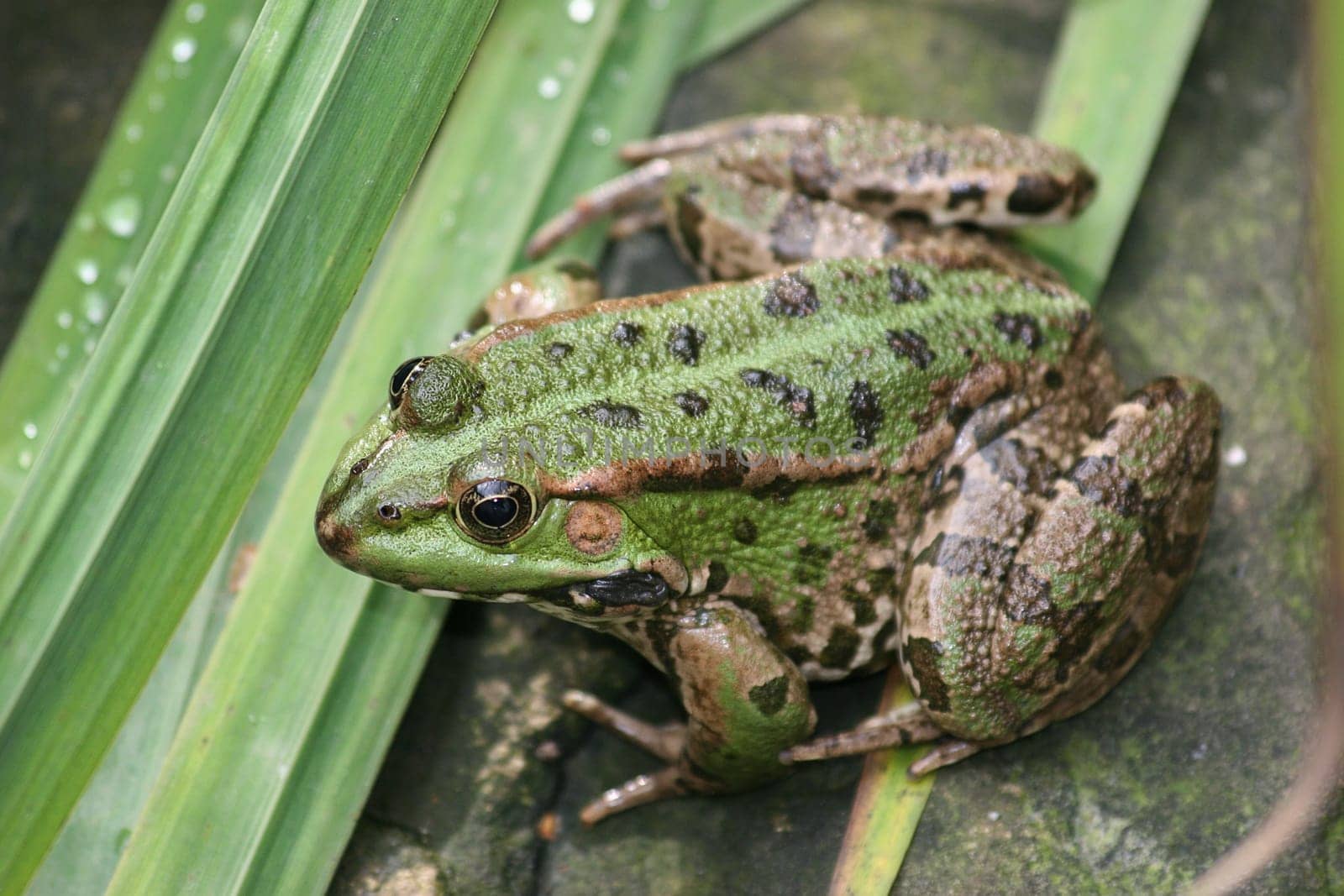 Marsh frog