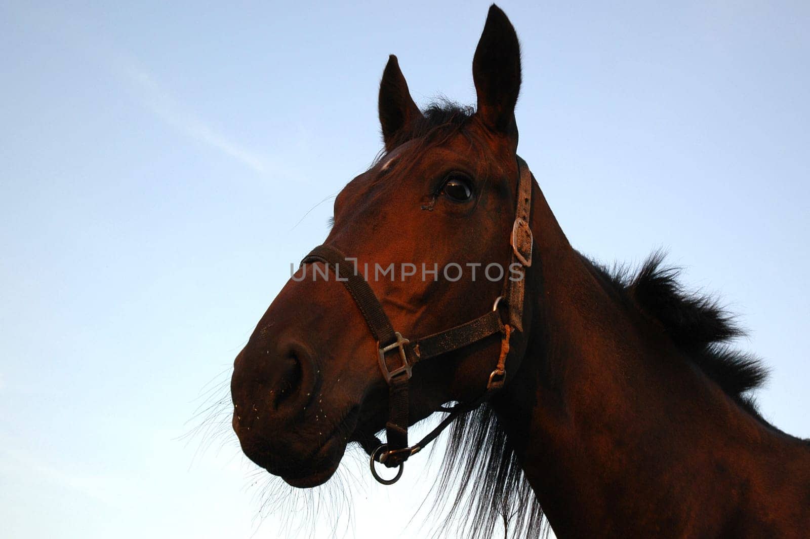 Jacky in the evening light