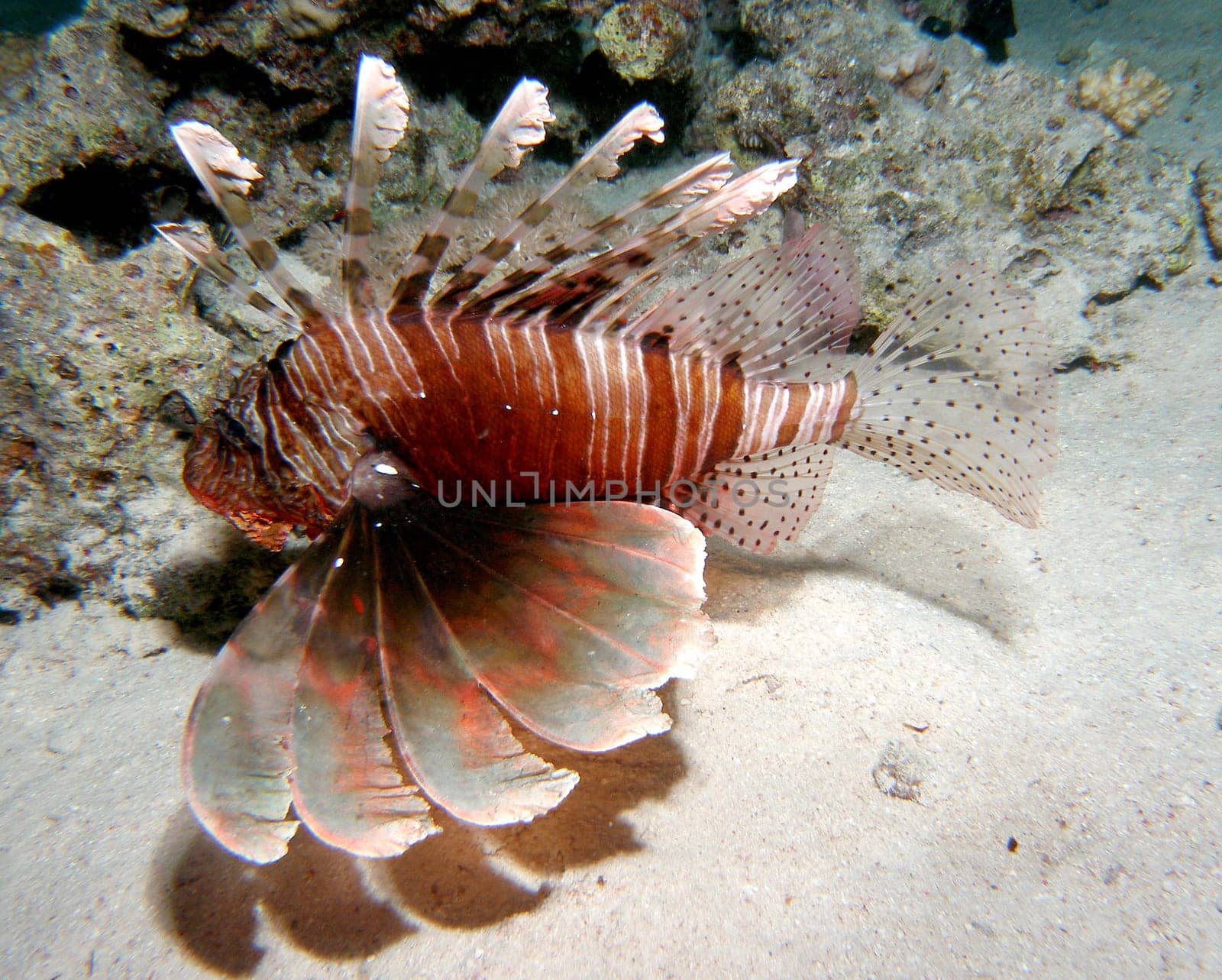 ZEBRA - LIONFISH