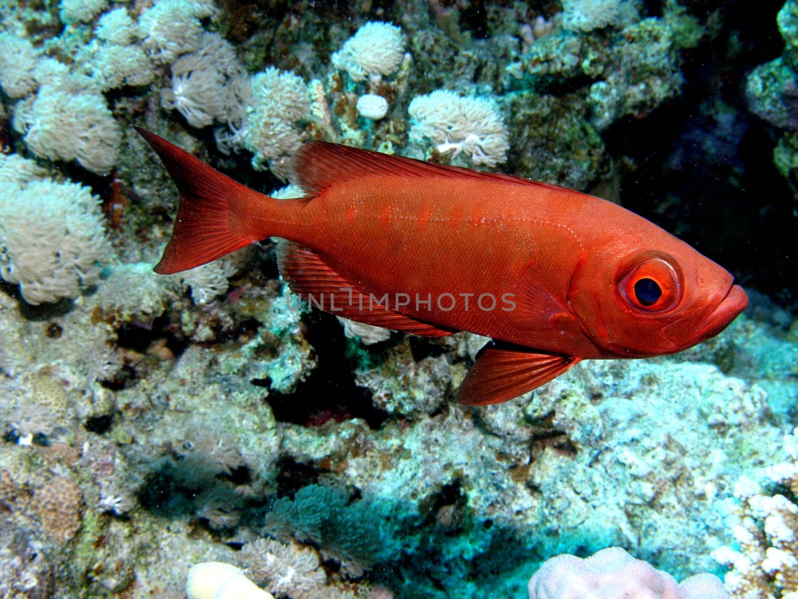 BIGEYE BASS