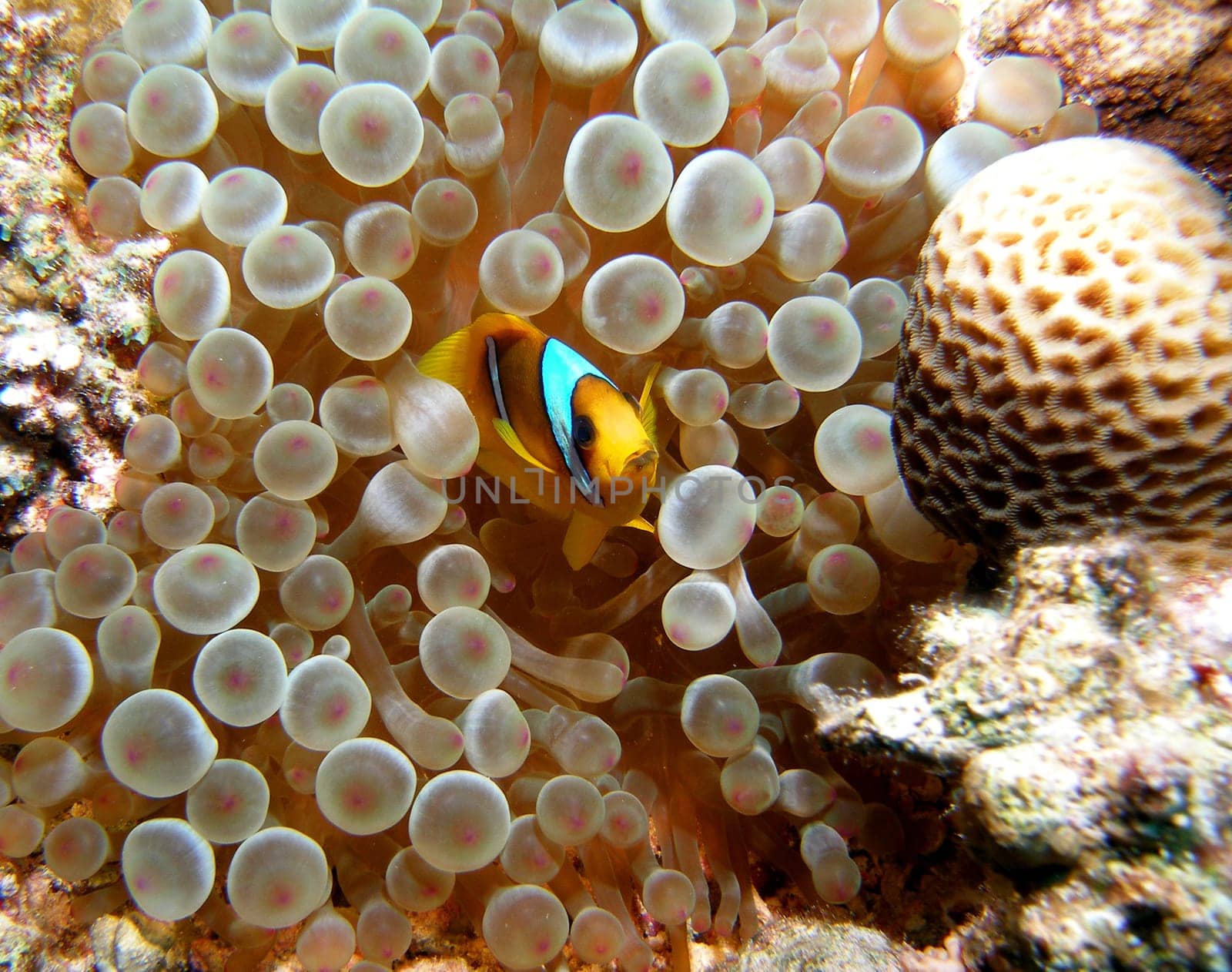 NEMO IN BLISTER ANEMONE