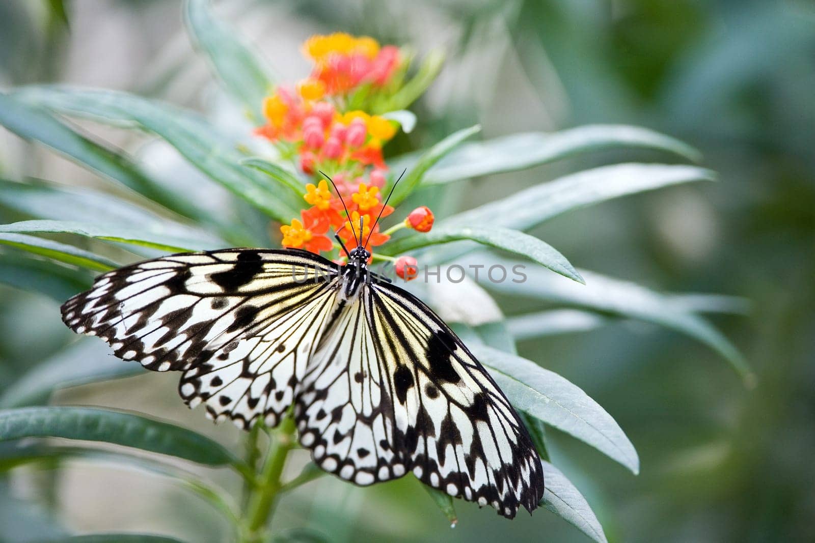 Butterfly - White tree nymph