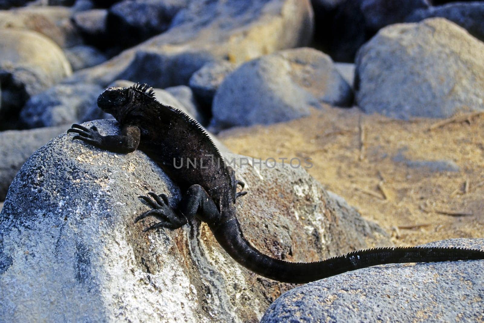 Marine iguana