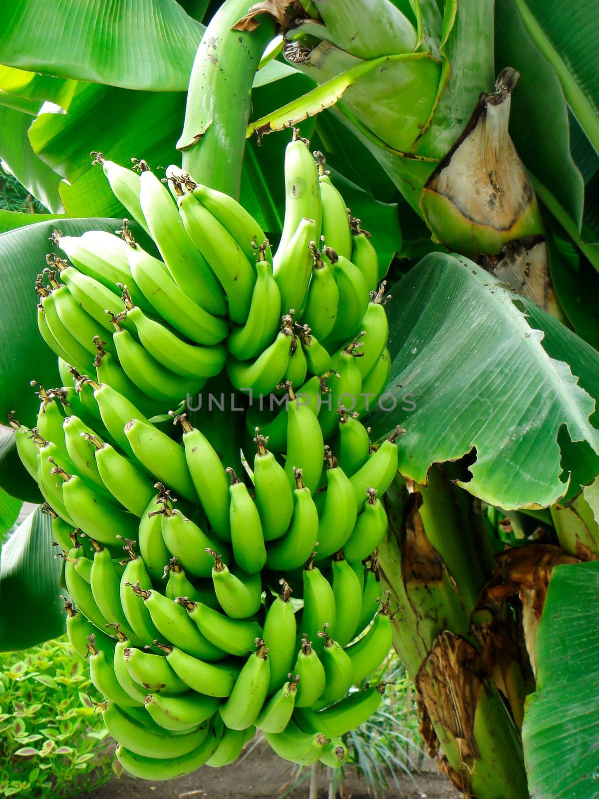 Banana tree