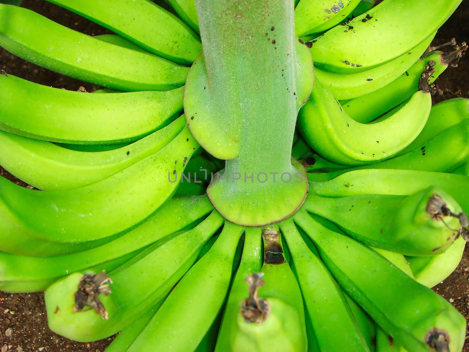 Banana tree