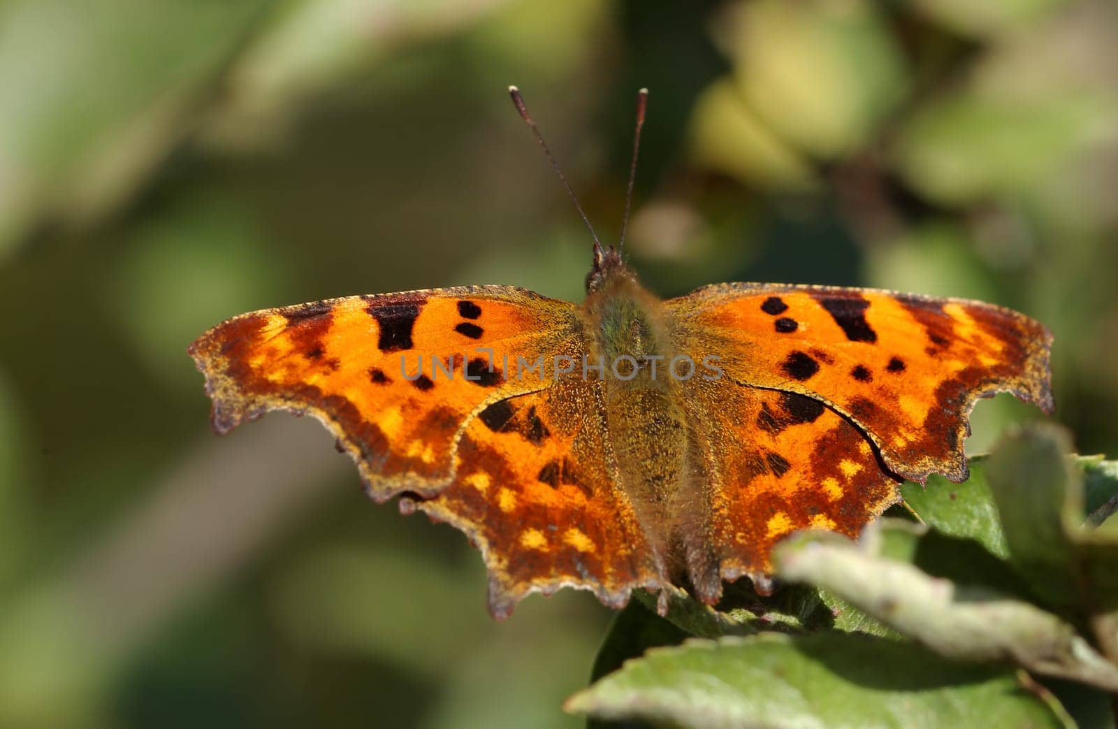 I didn't believe anymore that I would get him in front of the lens this year -)
