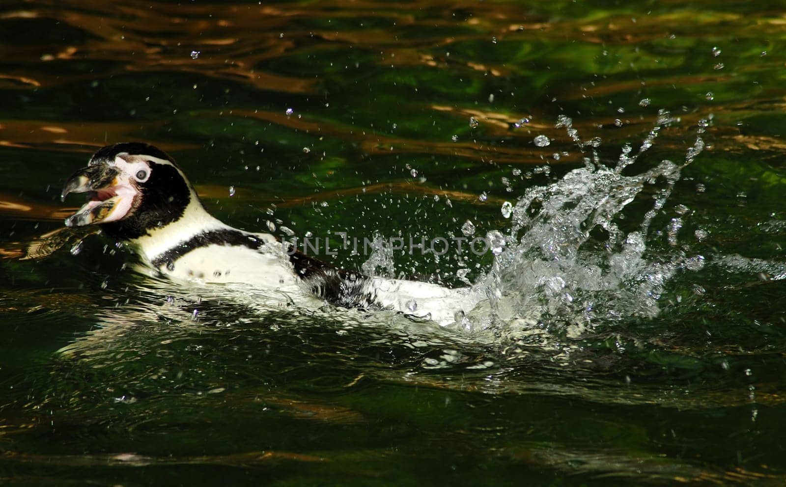 Splash