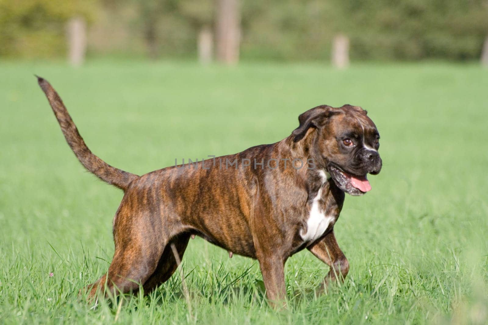 The grin of the boxers