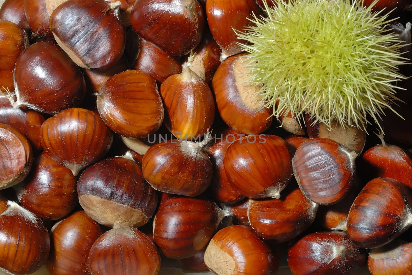 Chestnuts 28