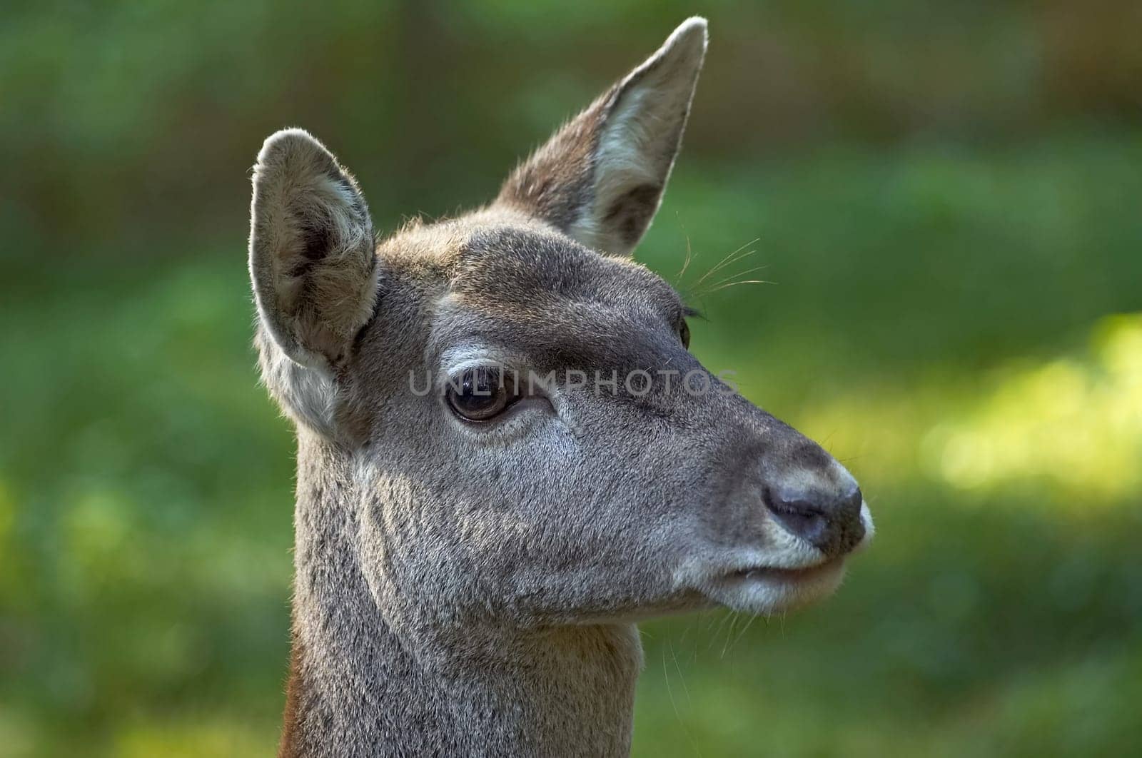 Mesopotamian doe