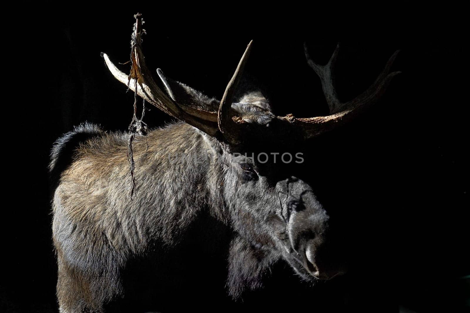 Elk