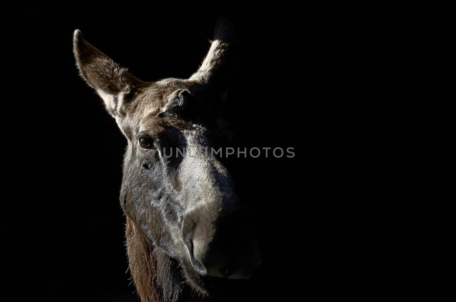 Moose cow