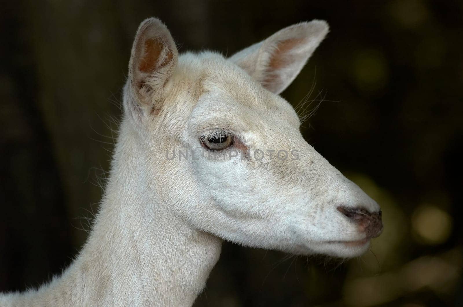 White deer