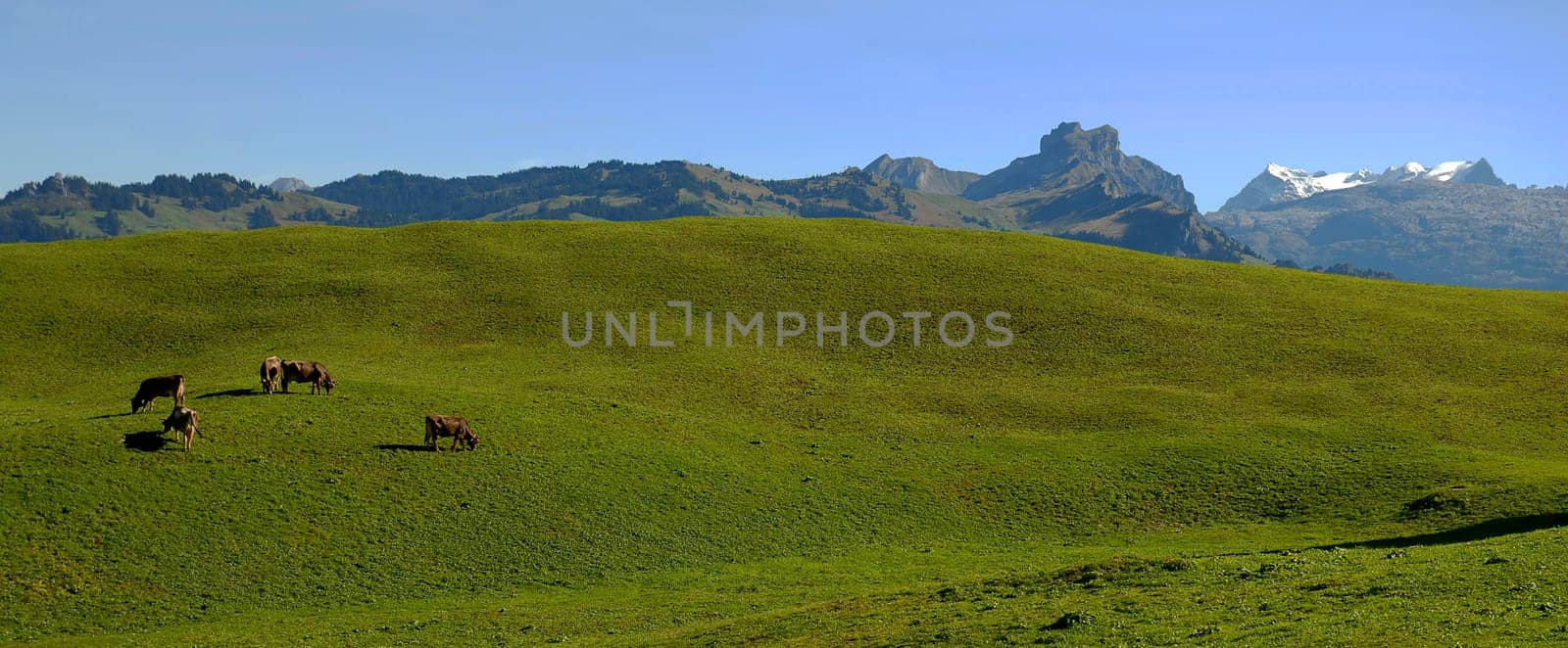 View of the Central Swiss Alps