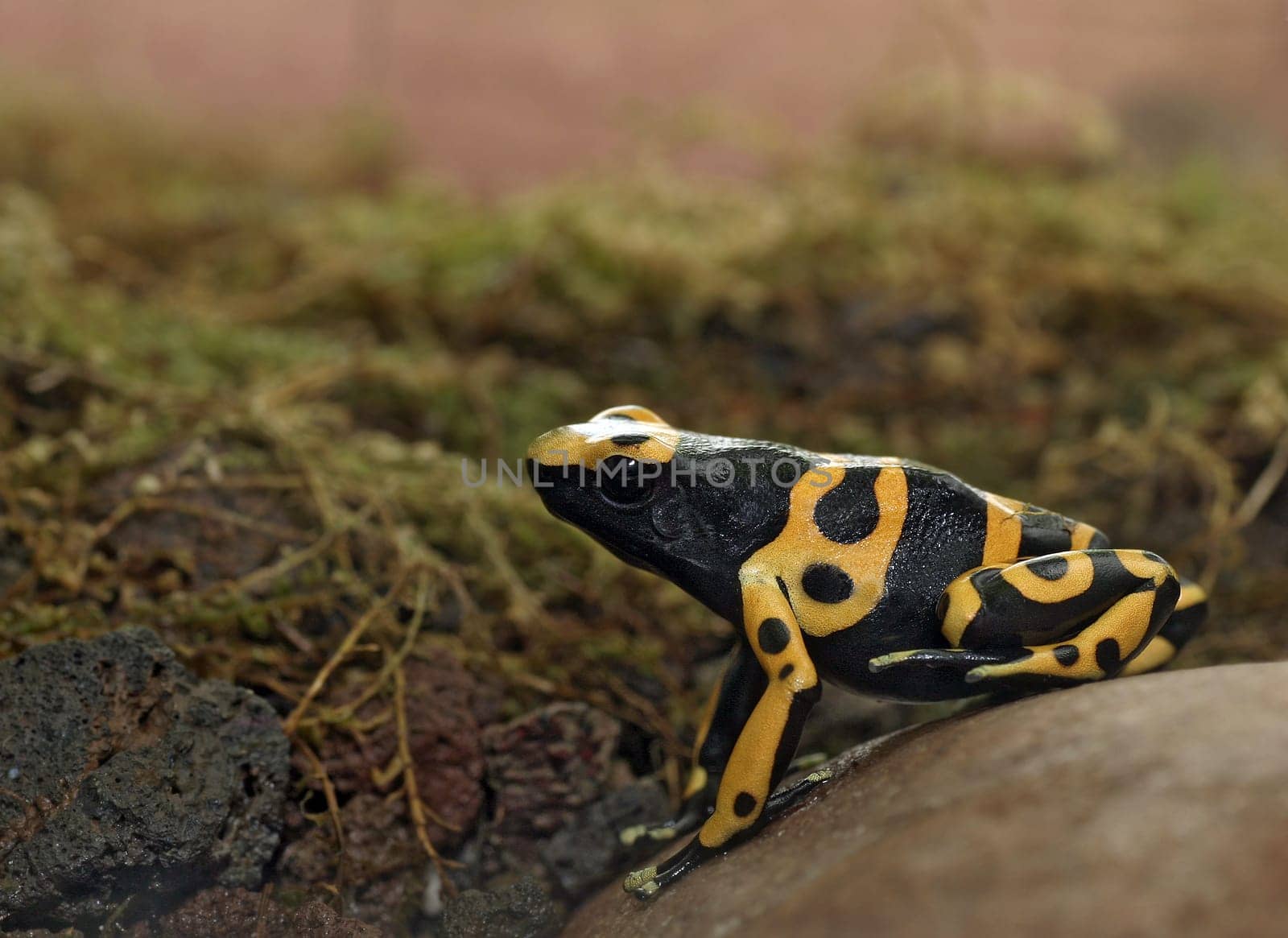 Poison dart frog