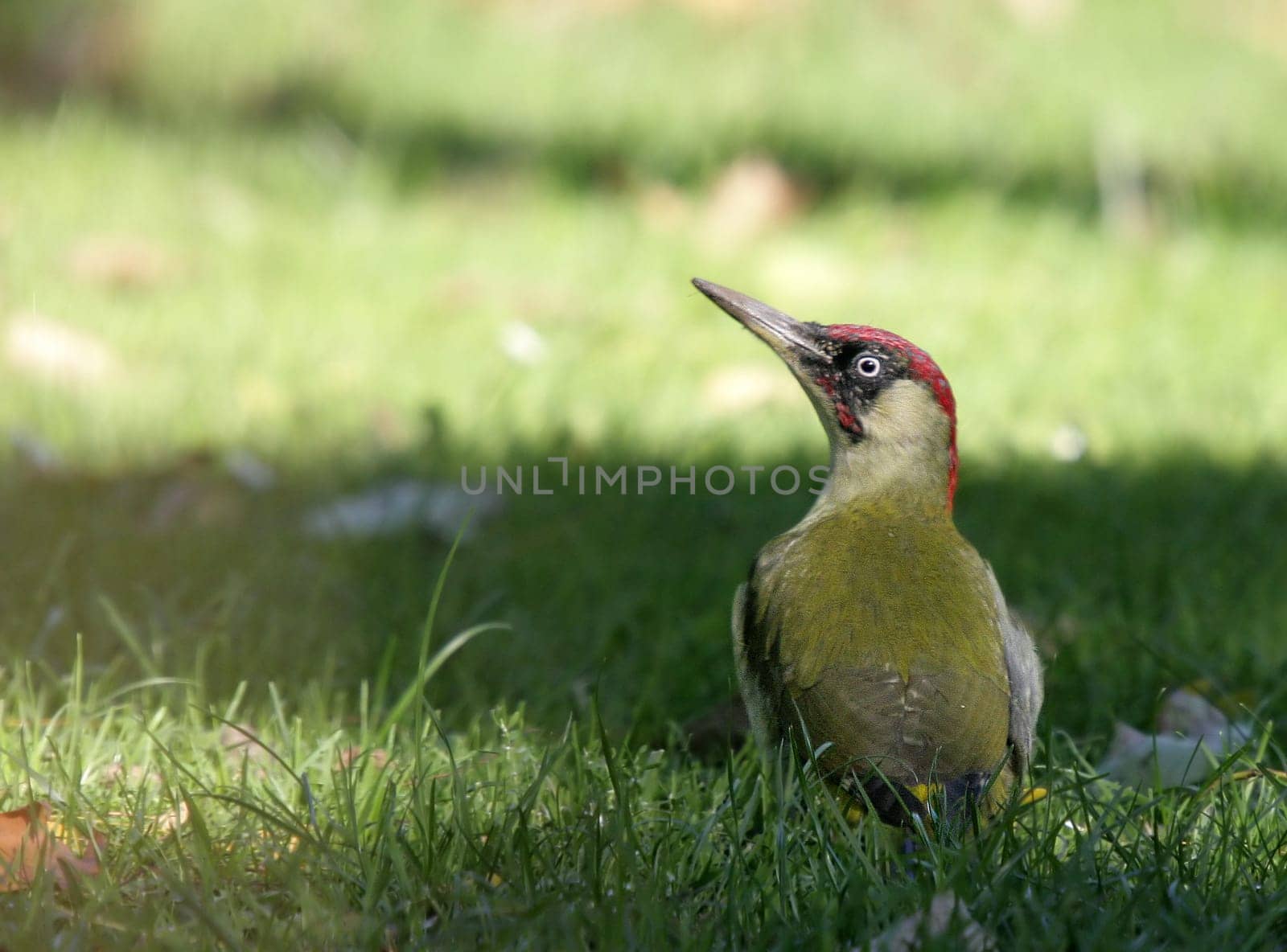 Green woodpecker