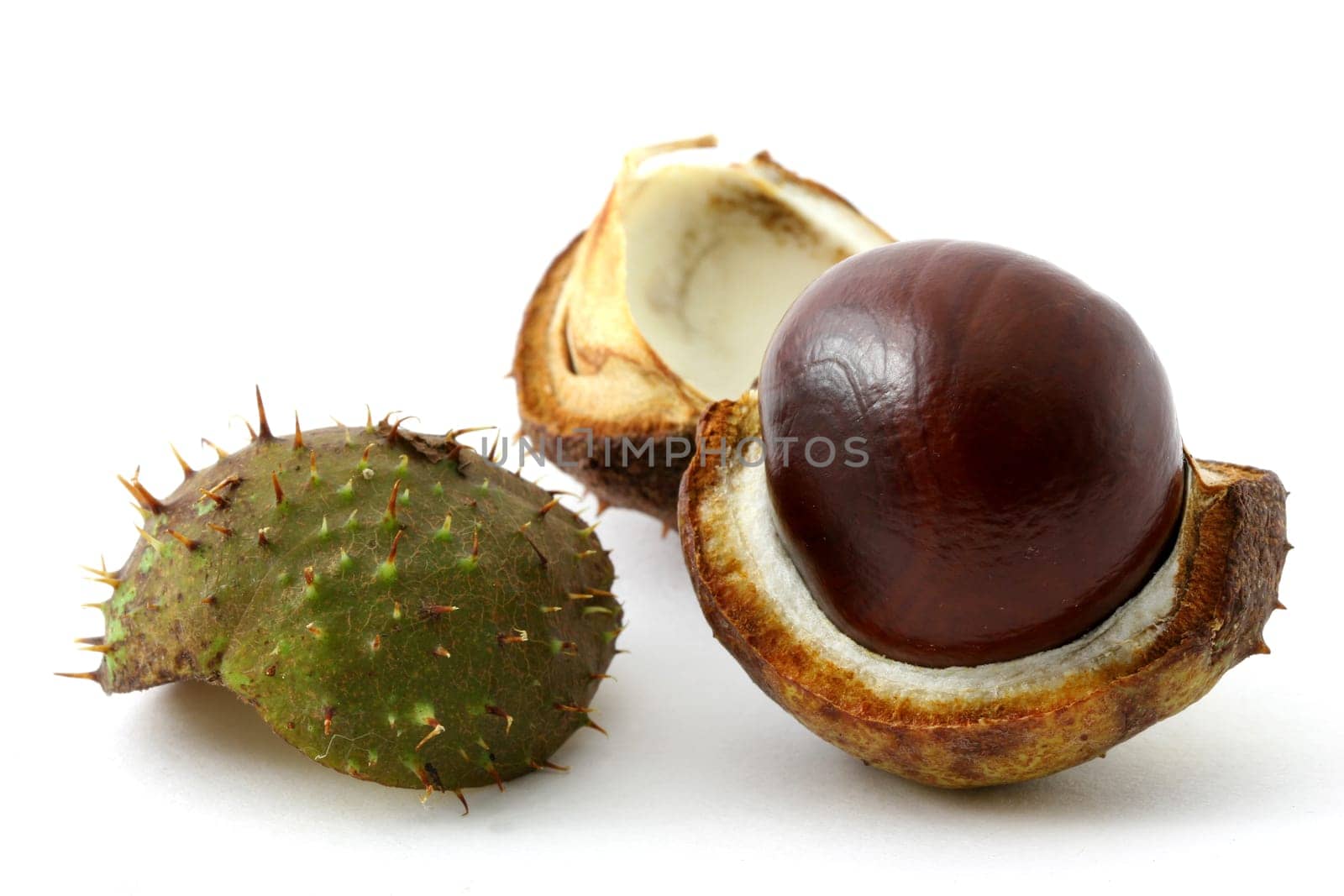 Horse chestnut
