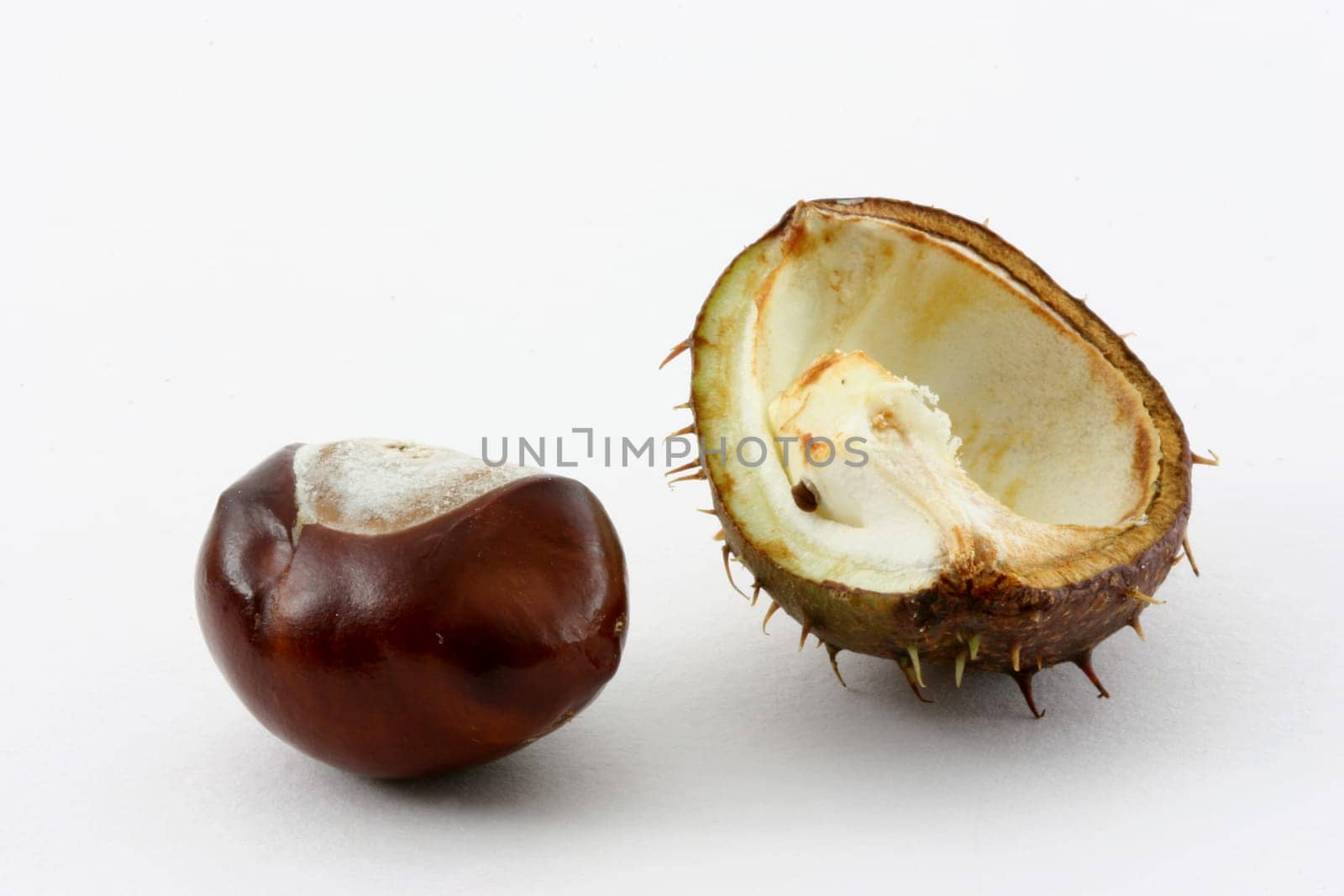 Horse chestnut