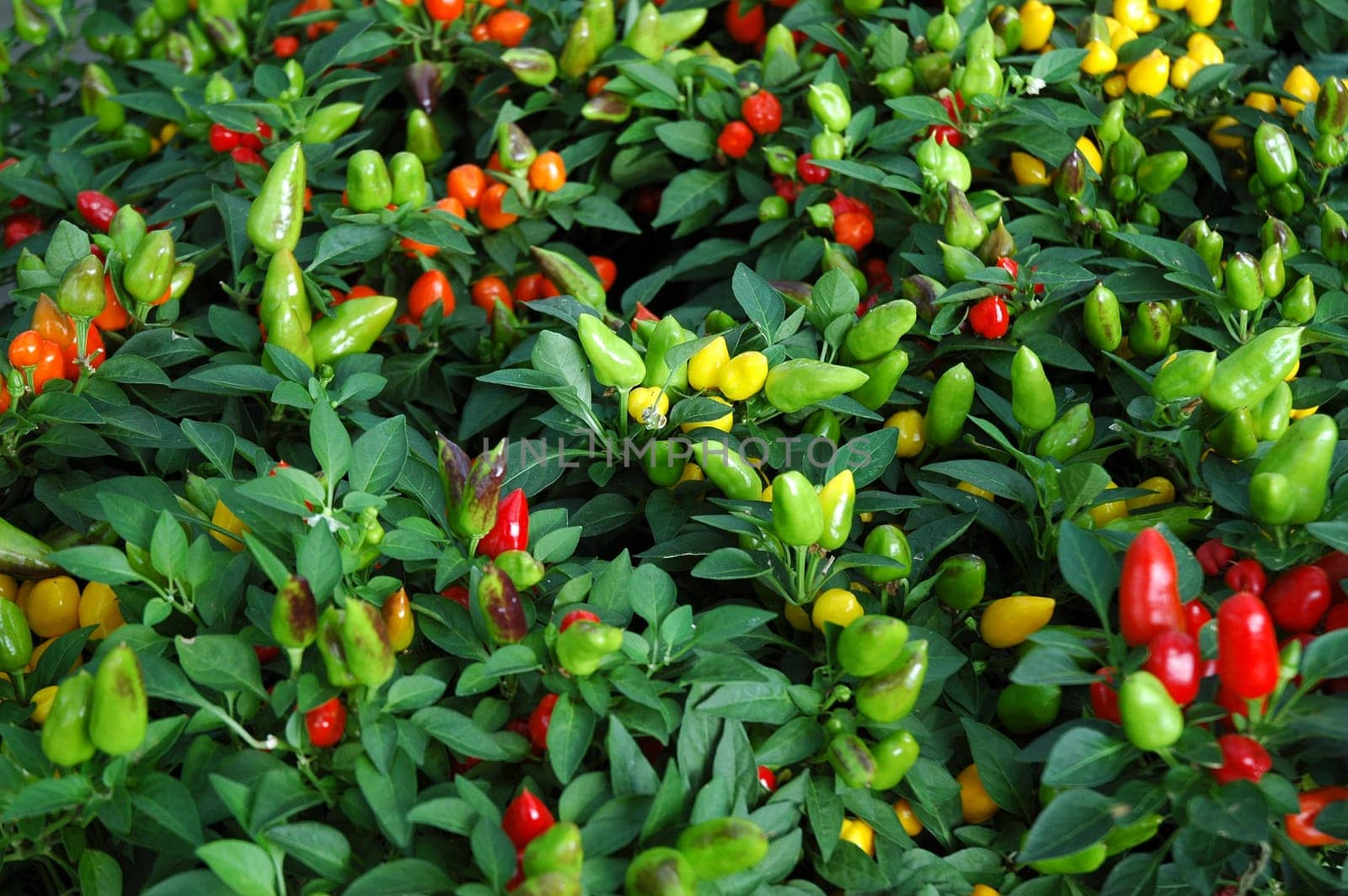 Peppers