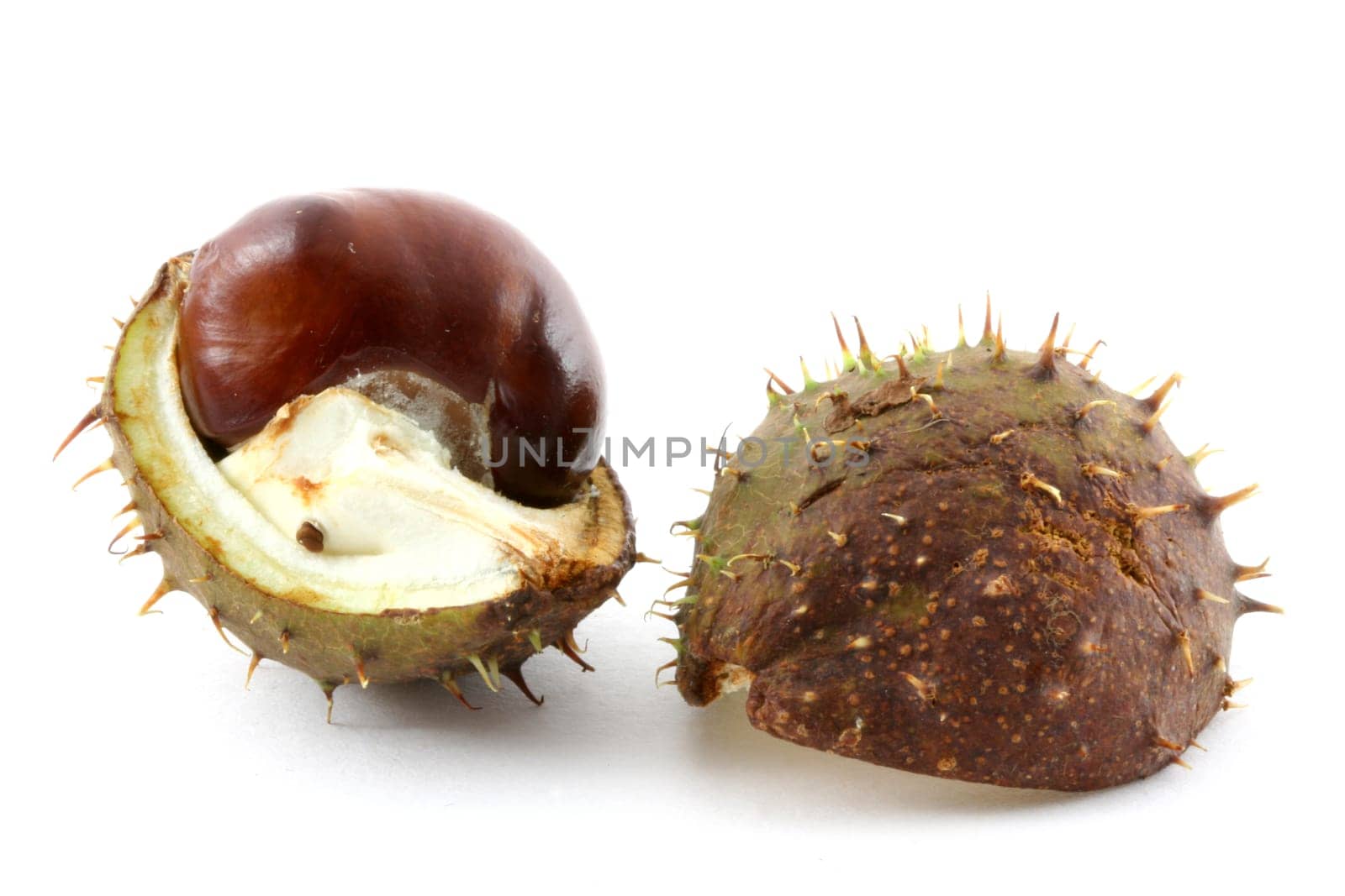 Horse chestnut