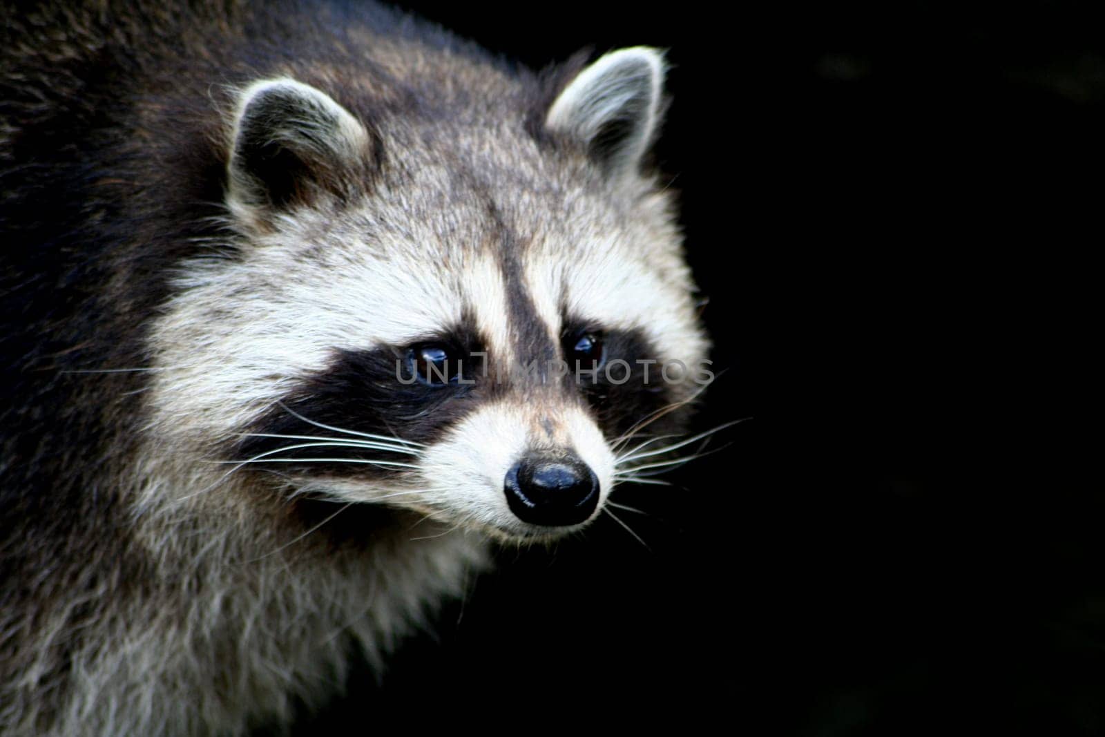 Raccoon