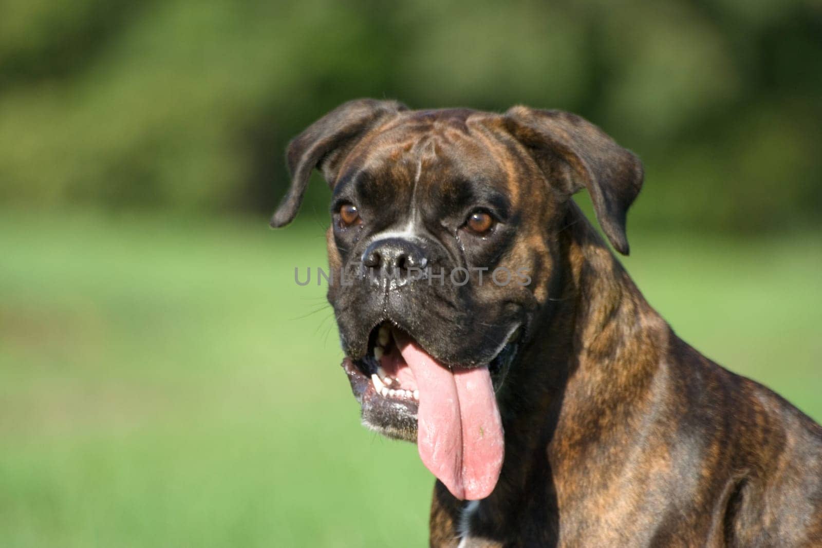 Purebred female boxer brown brindle