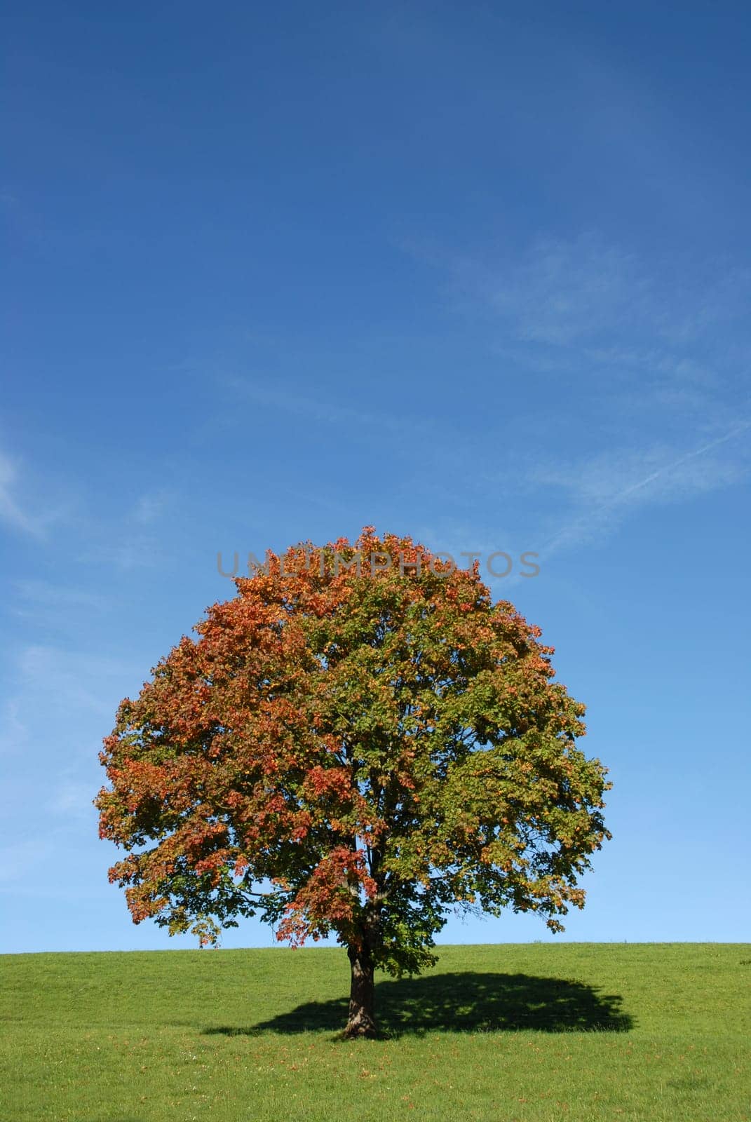 Autumn idyll