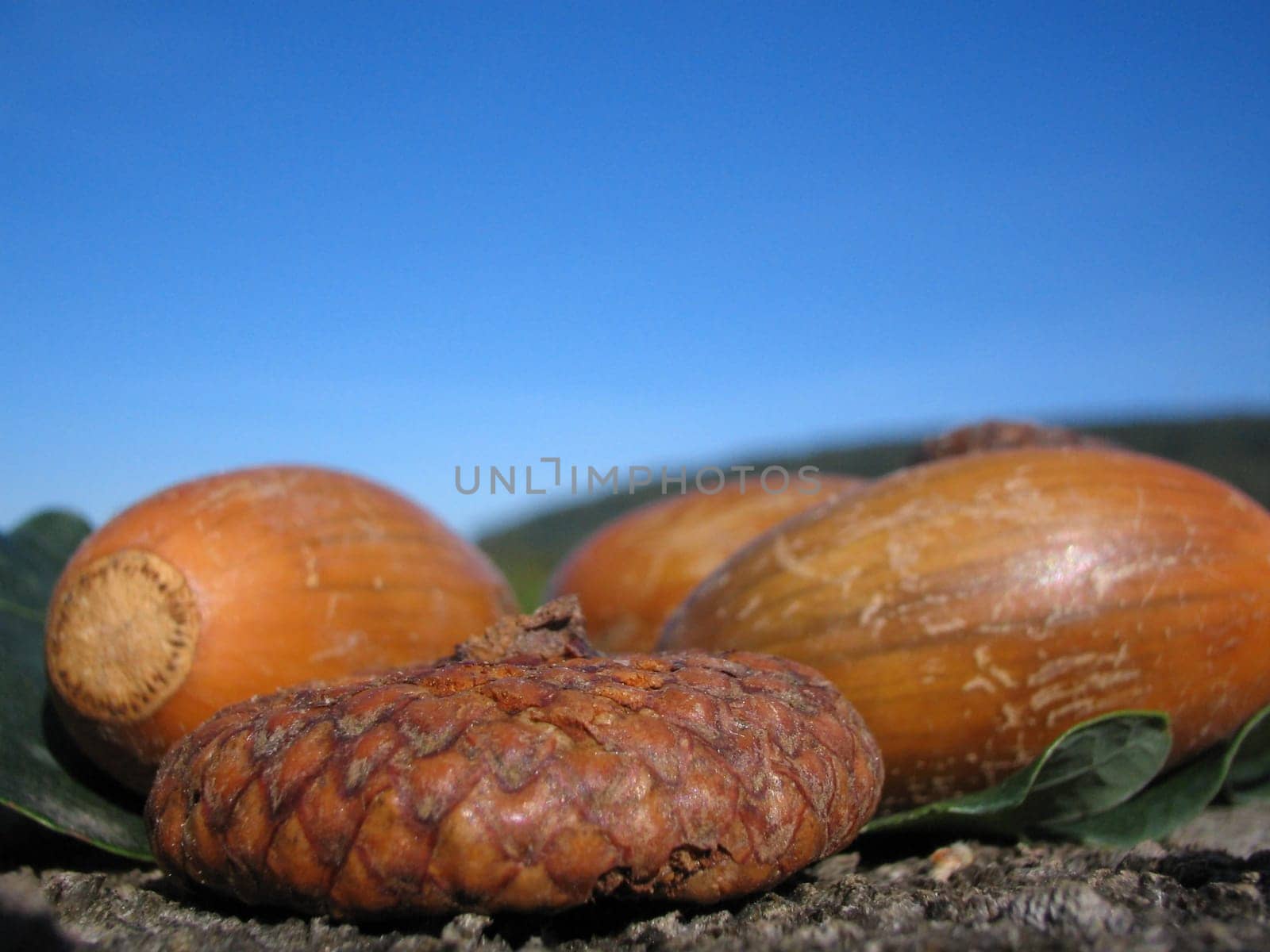 Acorn caps